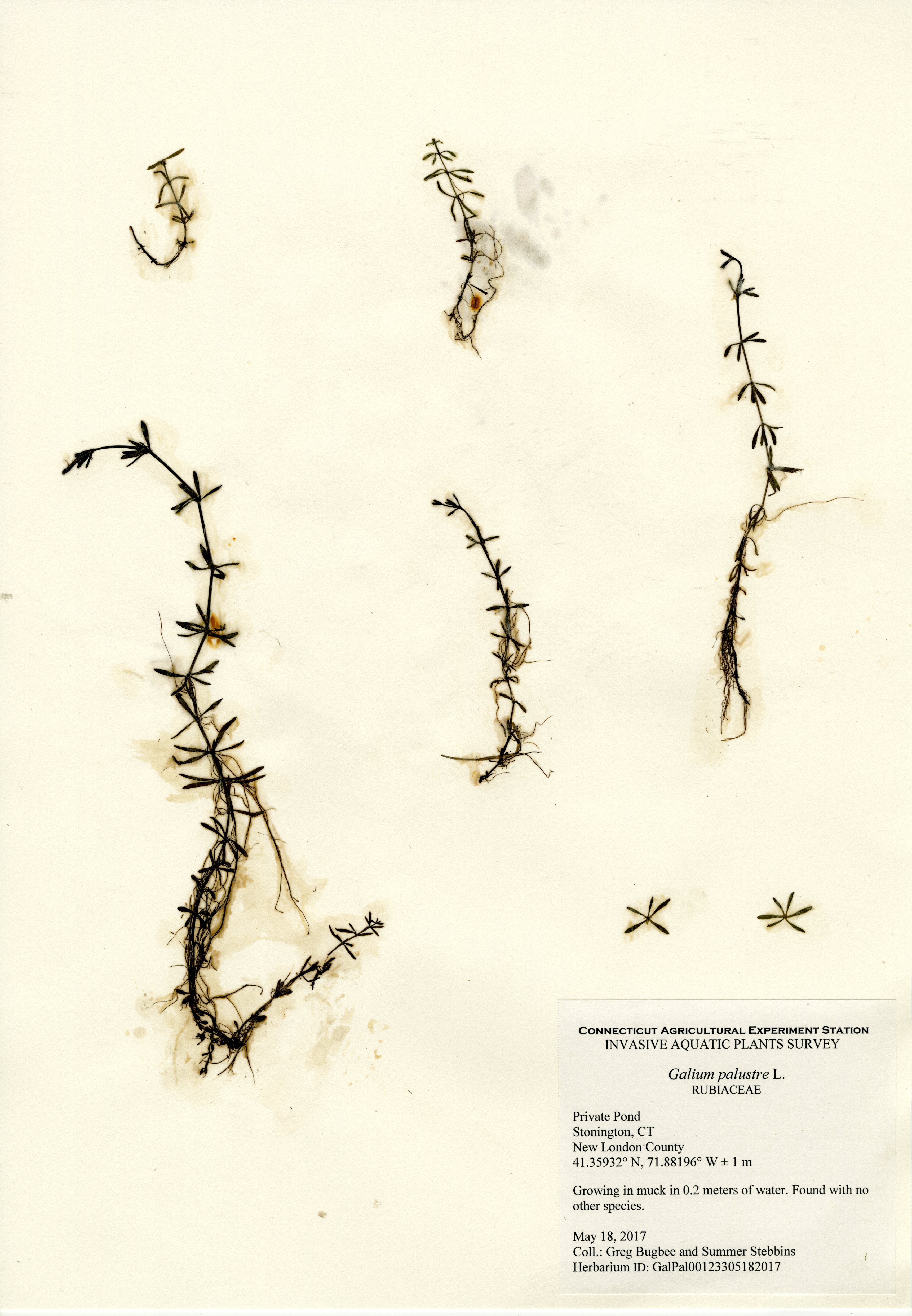 Galium palustre, Private Pond in Stonington, May 18, 2017