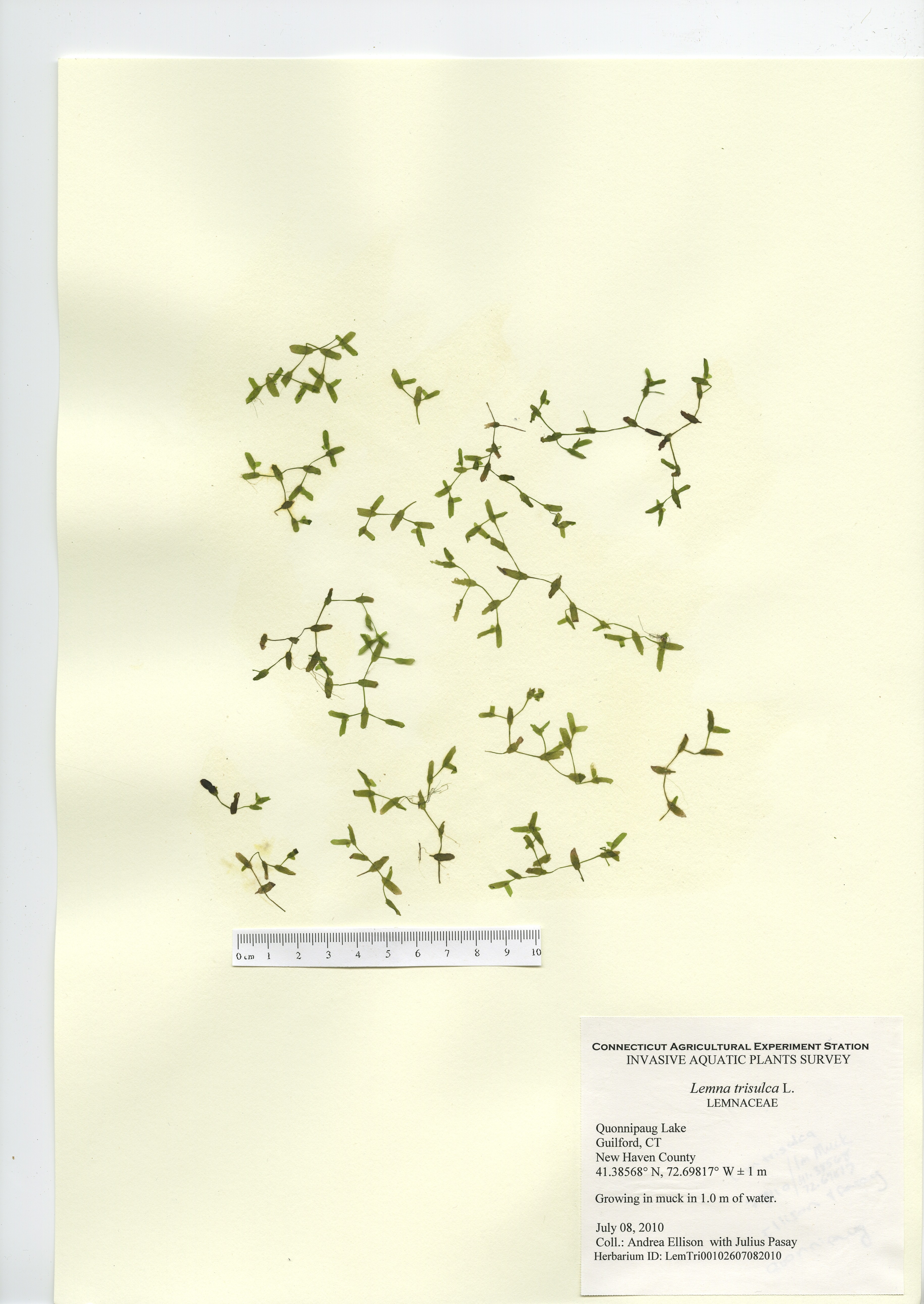 Lemna trisulca, Quonnipaug Lake in Guilford, July 8, 2010