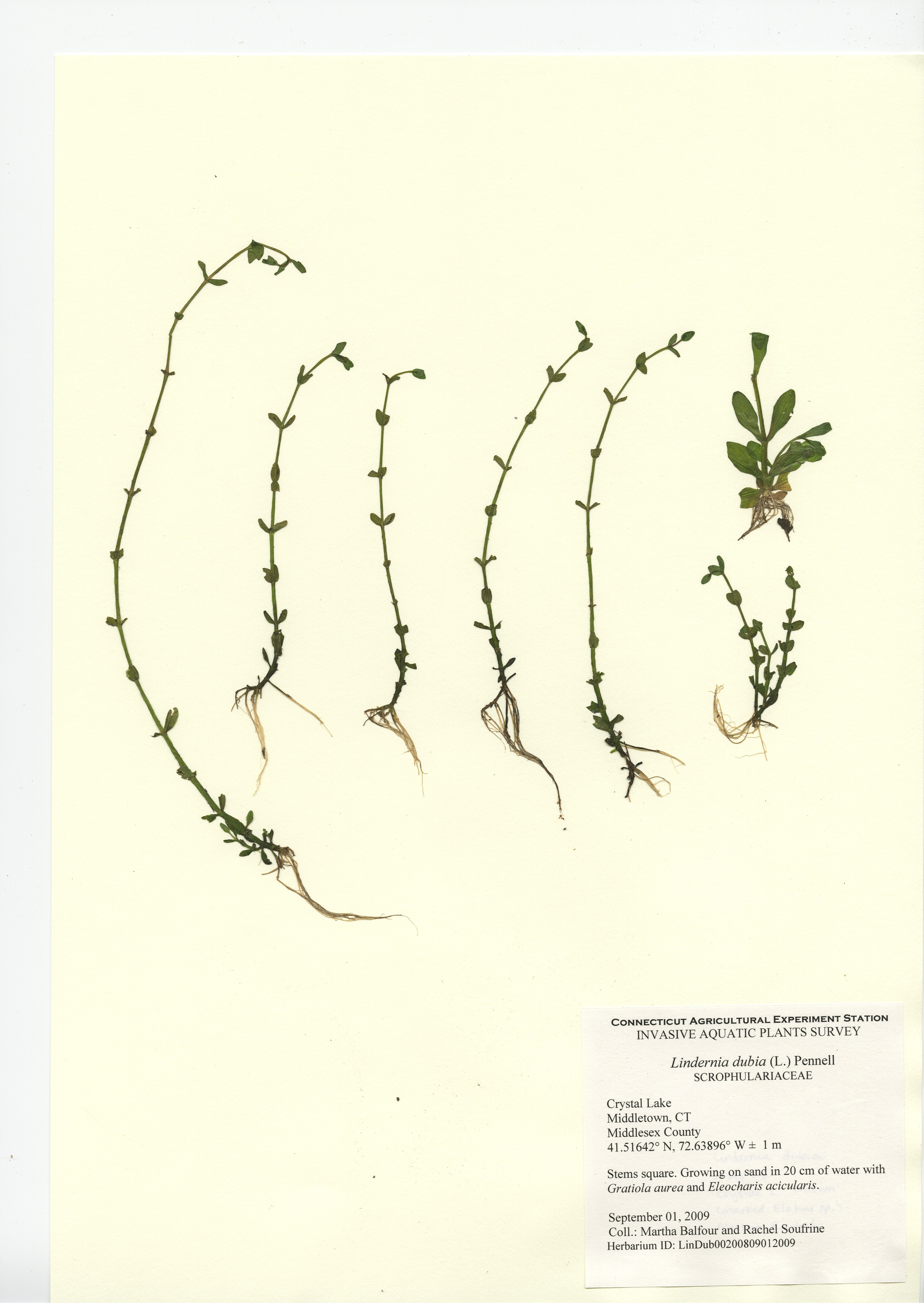 Lindernia dubia, Crystal Lake in Middletown, September 1, 2009