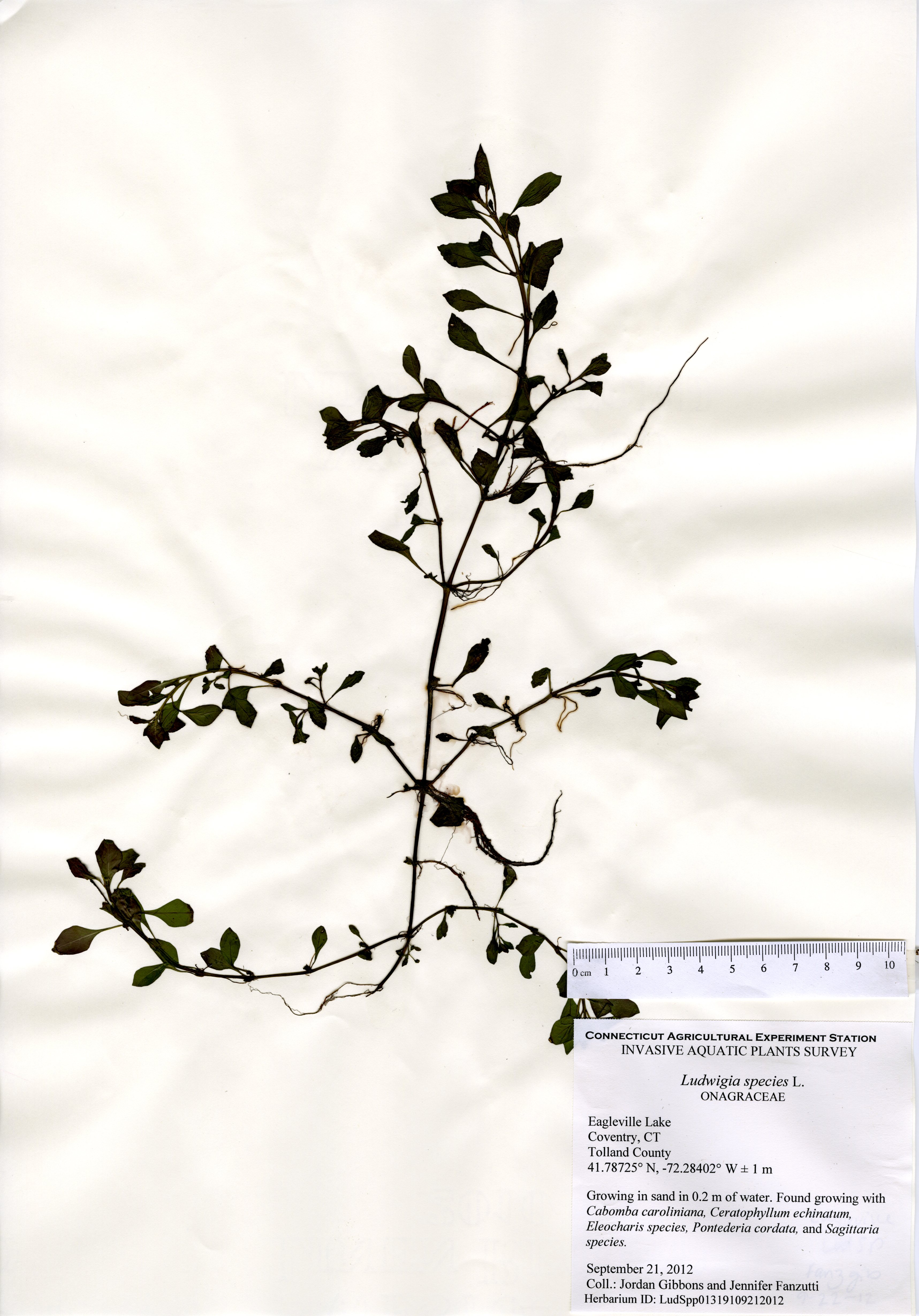 Ludwigia species, Eagleville Lake in Coventry, September 21, 2012