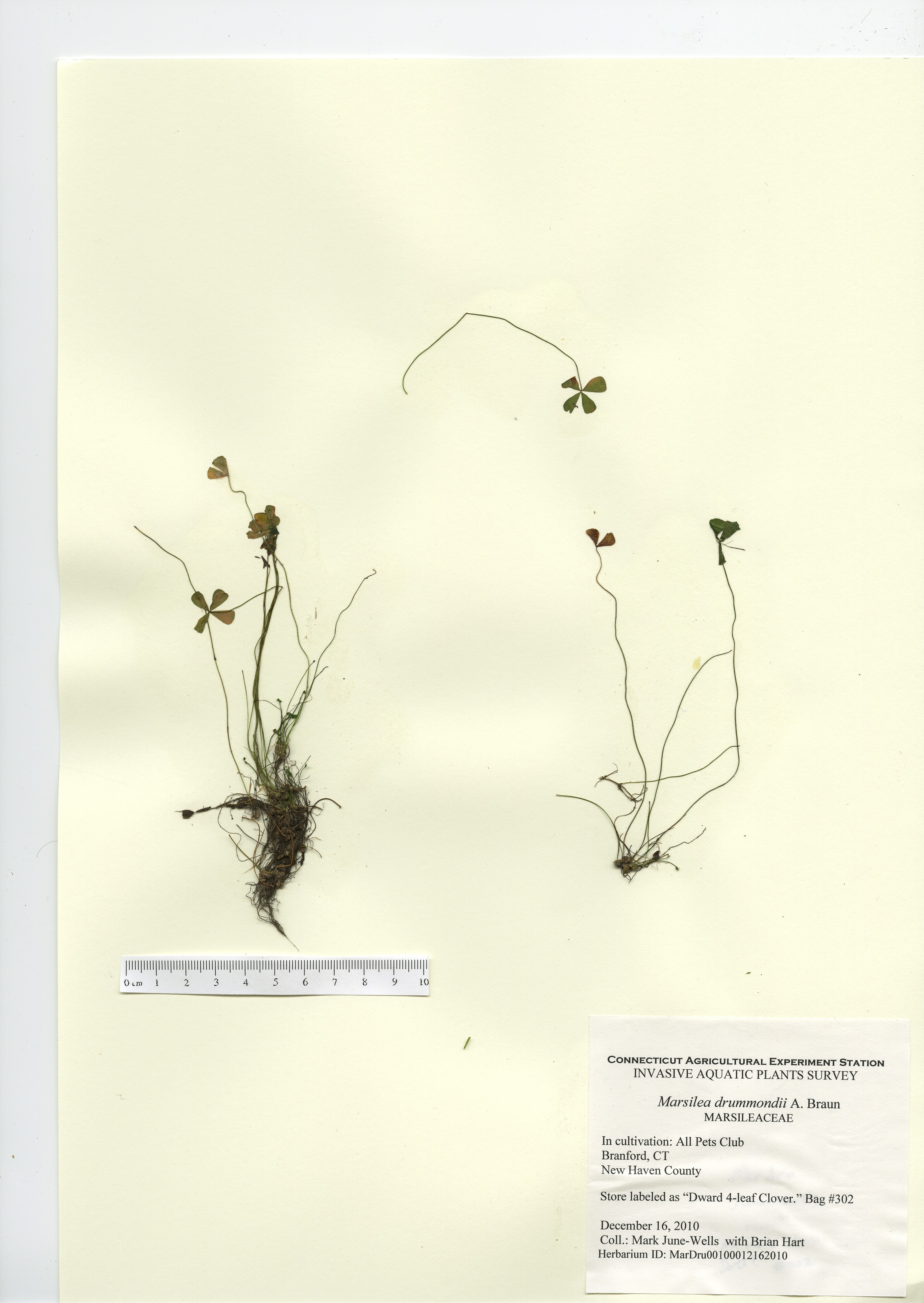 Marsilea drummondii, in cultivation at All Pets Club in Branford December 16, 2010