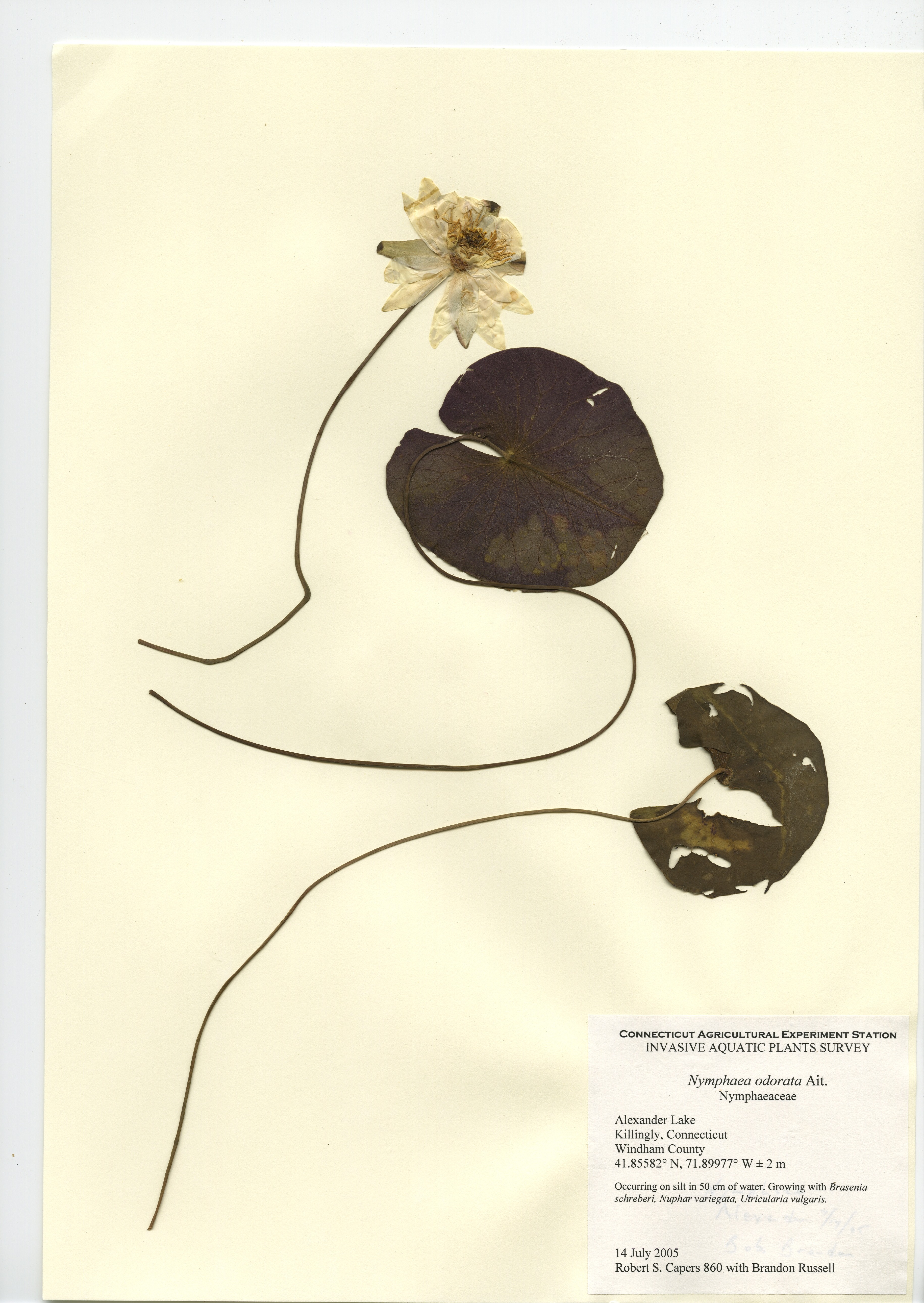 Nymphaea odorata, Alexander Lake in Killingly, July 14, 2005