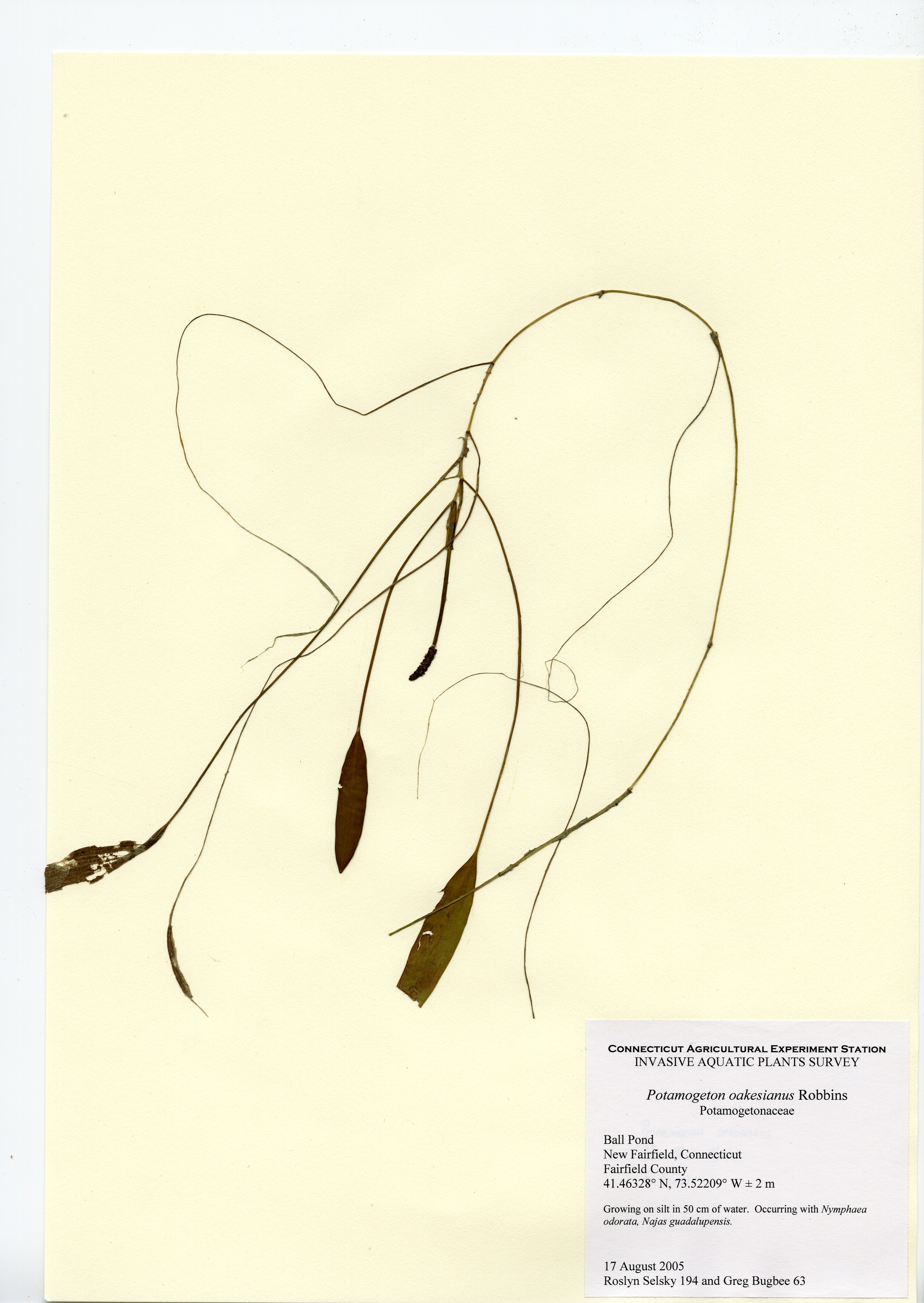 Potamogeton oakesianus, Ball Pond in New Fairfield August 17, 2005