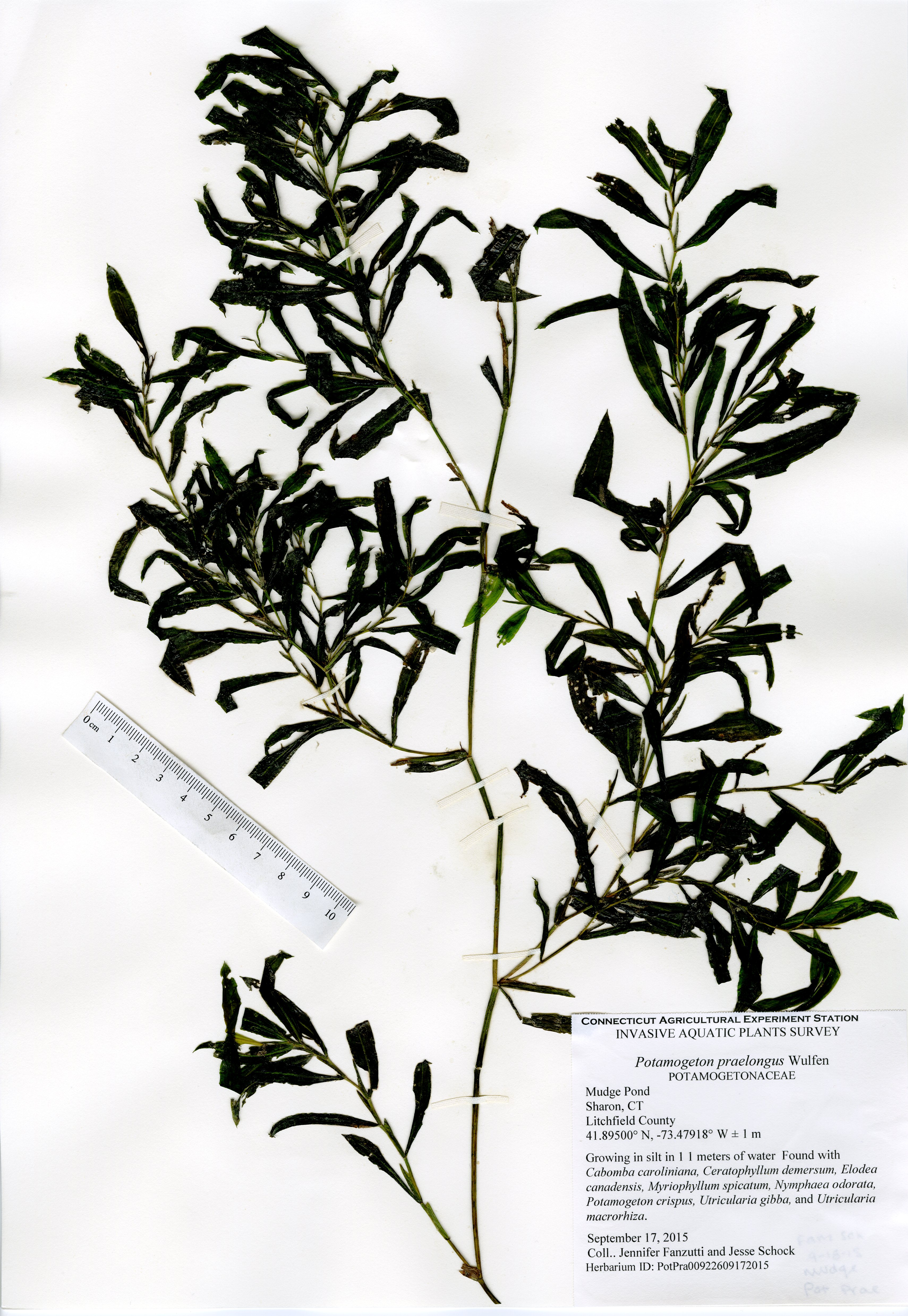 Potamogeton praelongus, Mudge Pond in Sharon, September 17, 2015