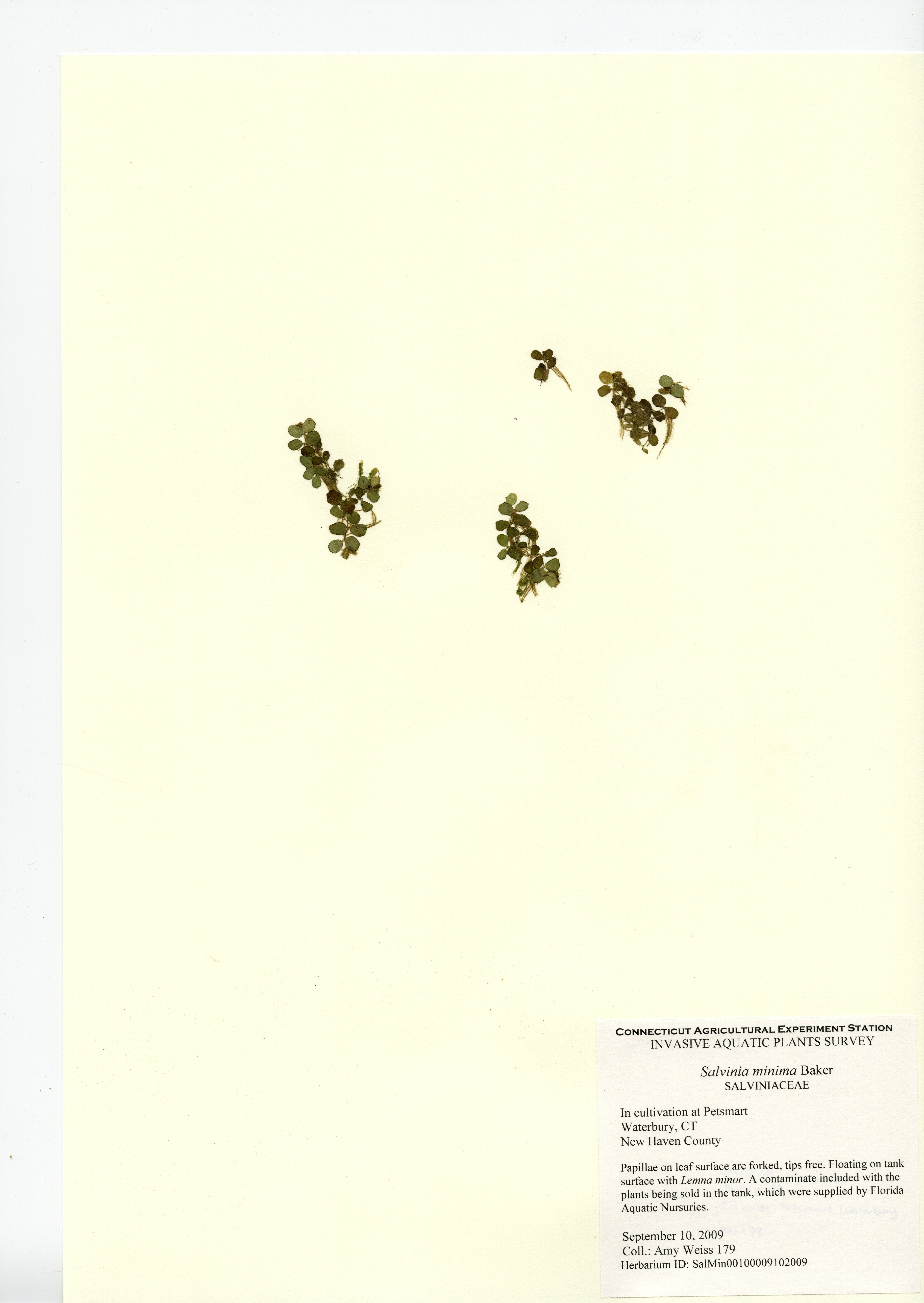 Salvinia minima, in cultivation at Petsmart in Waterbury, September 10, 2009