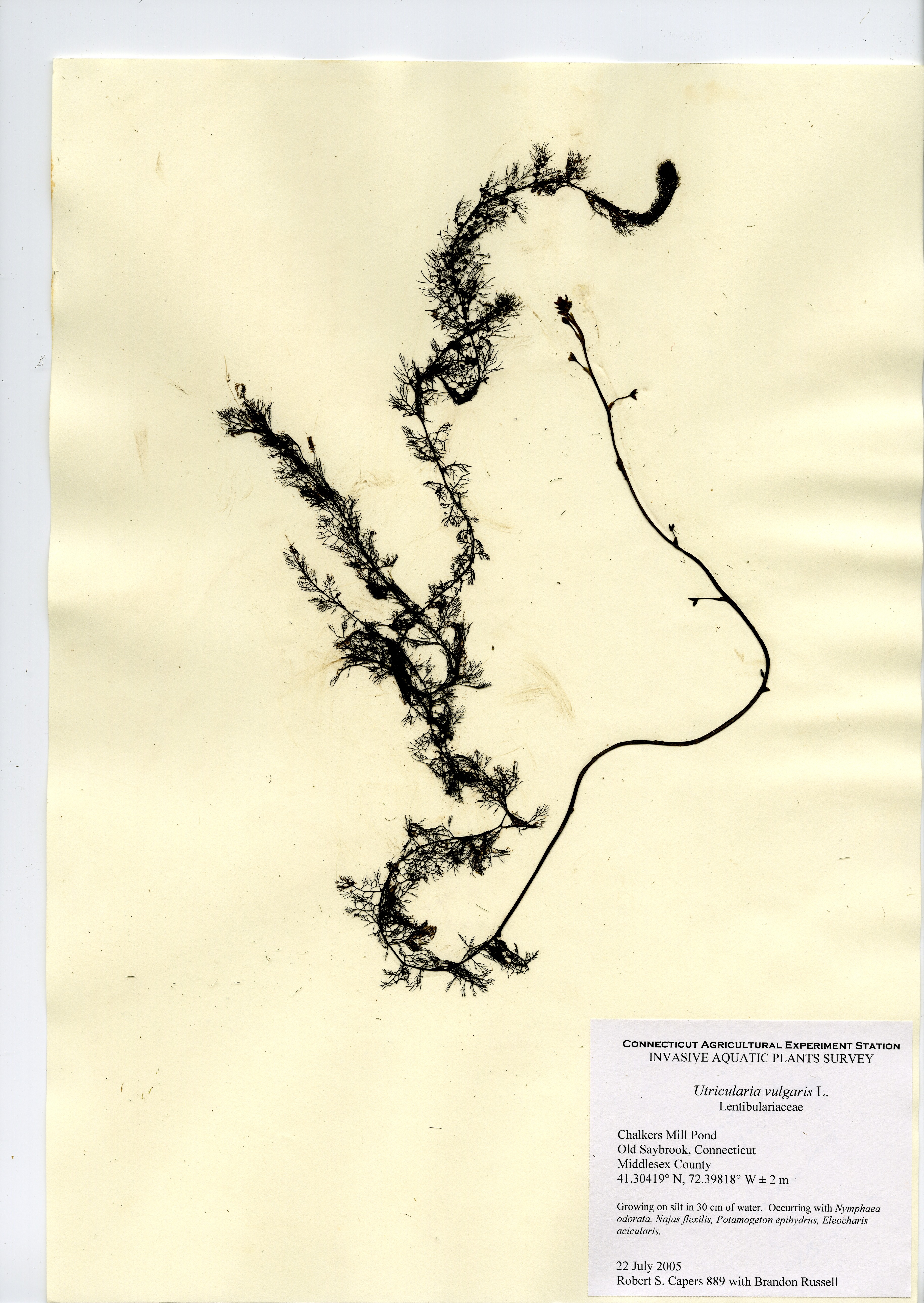 Utricularia macrorhiza, Chalkers Mill Pond in Old Saybrook, July 22, 2005