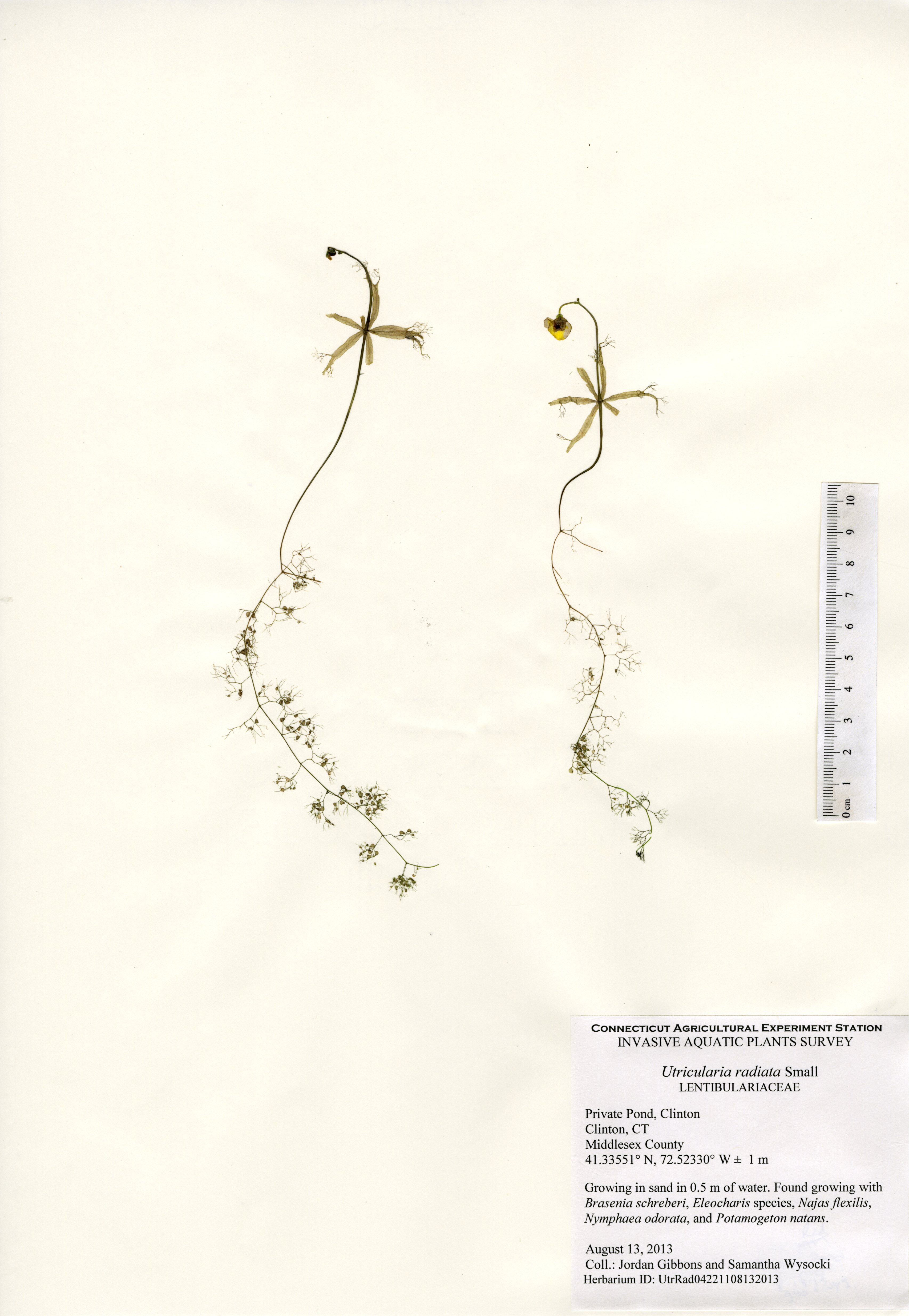 Utricularia radiata, Private pond in Clinton, August 13, 2013