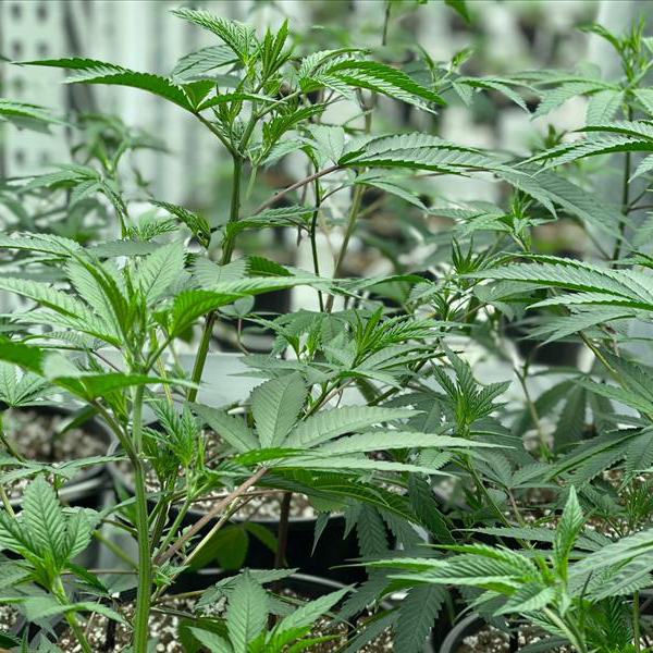 Close up image of cannabis plant