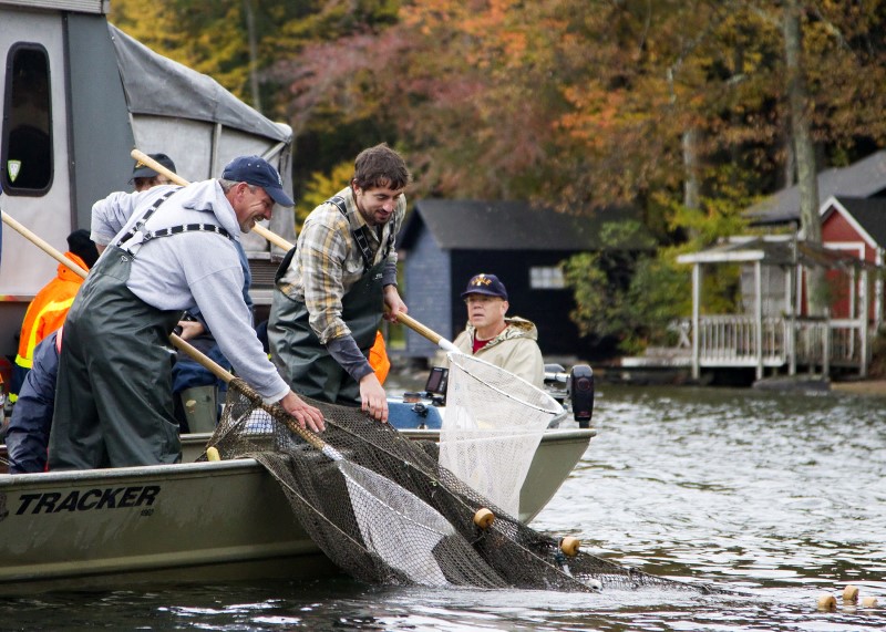 Fisheries managers netting kokanee.