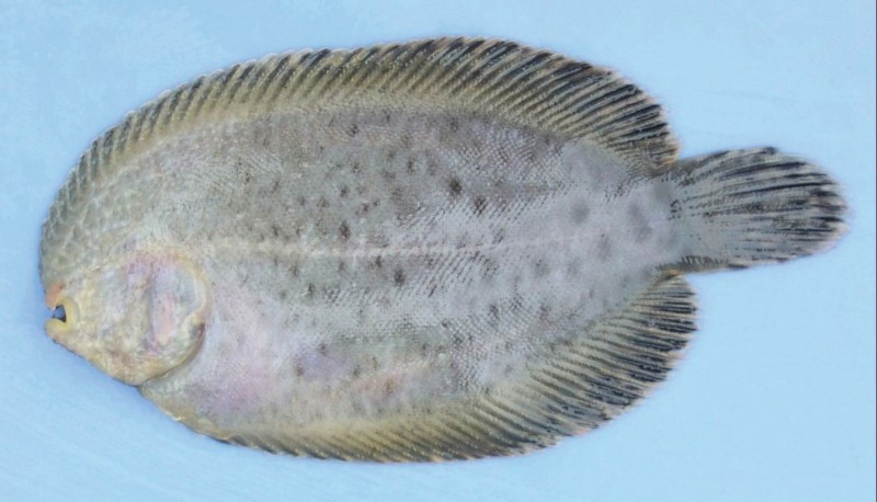 Ventral view of a hogchoker.