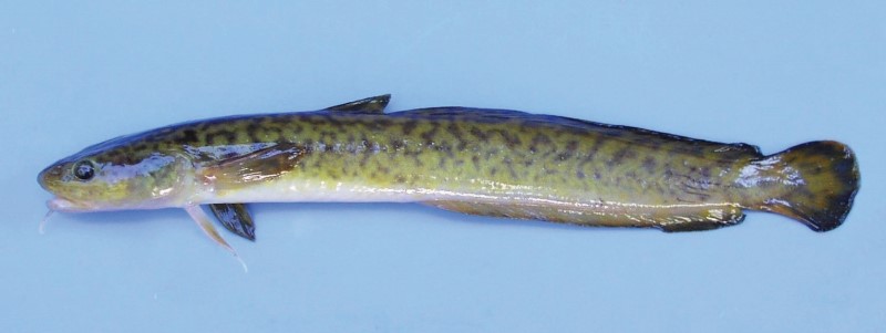 Burbot.