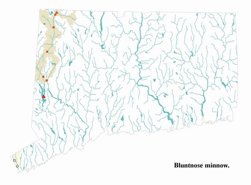 Bluntnose minnow distribution map.