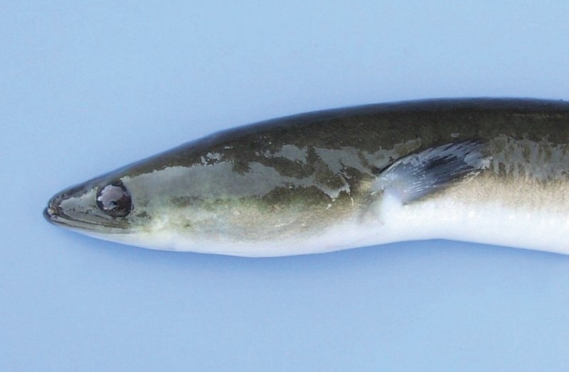 Close-up of American Eel Head