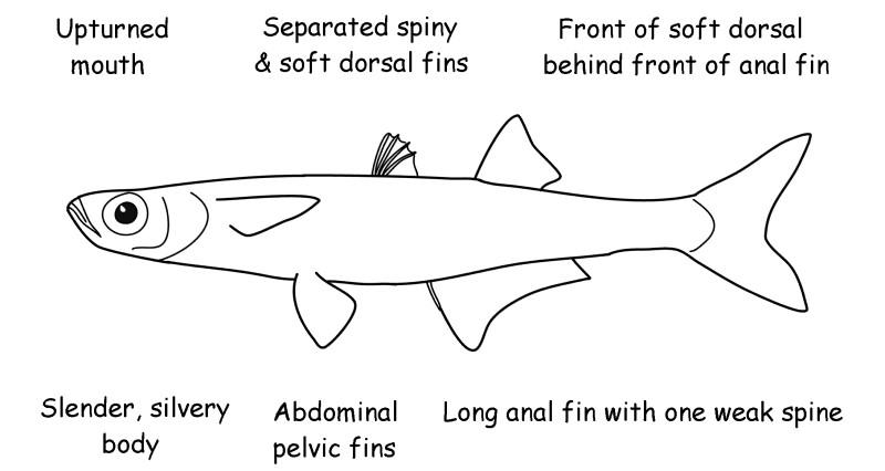 Silverside characteristics.