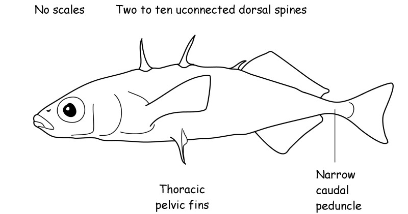 Stickleback characteristics. 