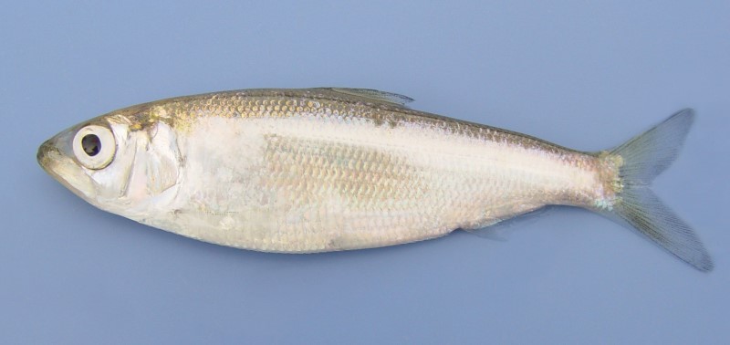 7 cm American shad.