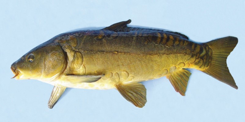 Common carp mirror variant.