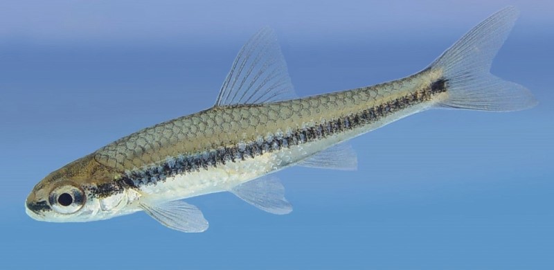 46 mm bridle shiner.