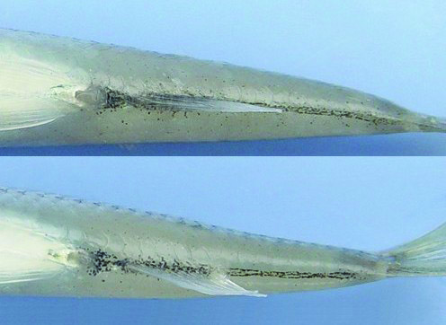 Mimic shiner anal pigments.