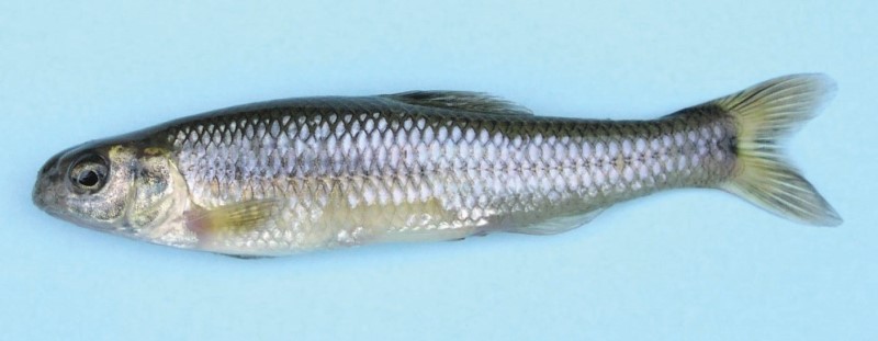 Bluntnose minnow.