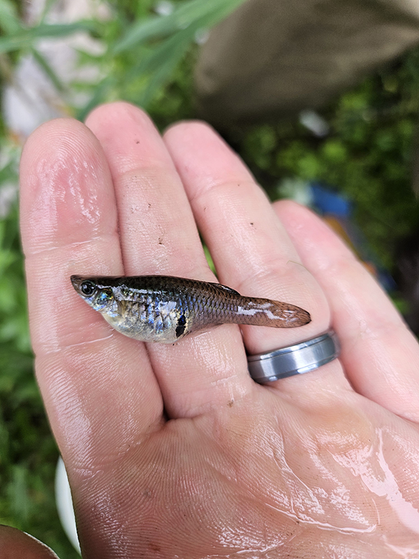 Western Mosquitofish in Hand