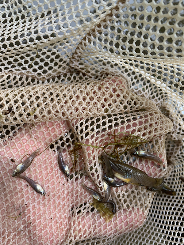 Western Mosquitofish caught by dipnet in Beaver Park Pond, New Haven, Connecticut