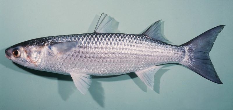 Striped mullet.