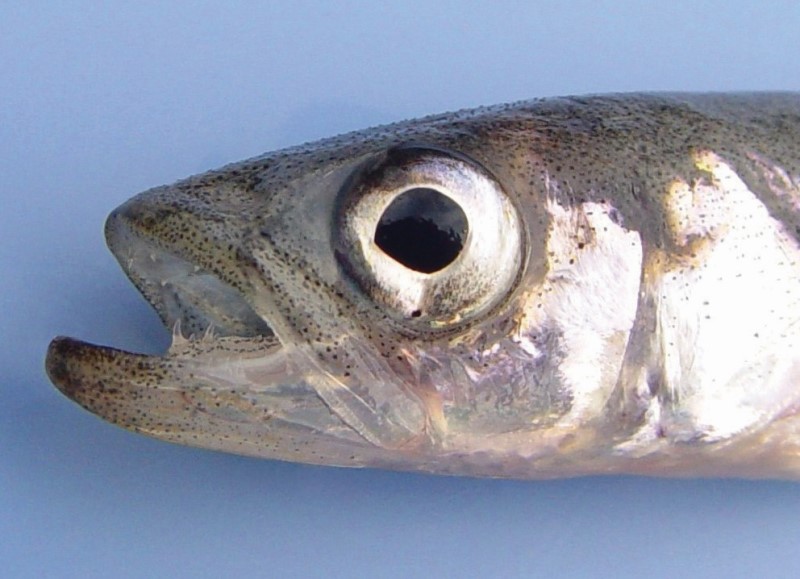 Close-up of a rainbow smelt head.