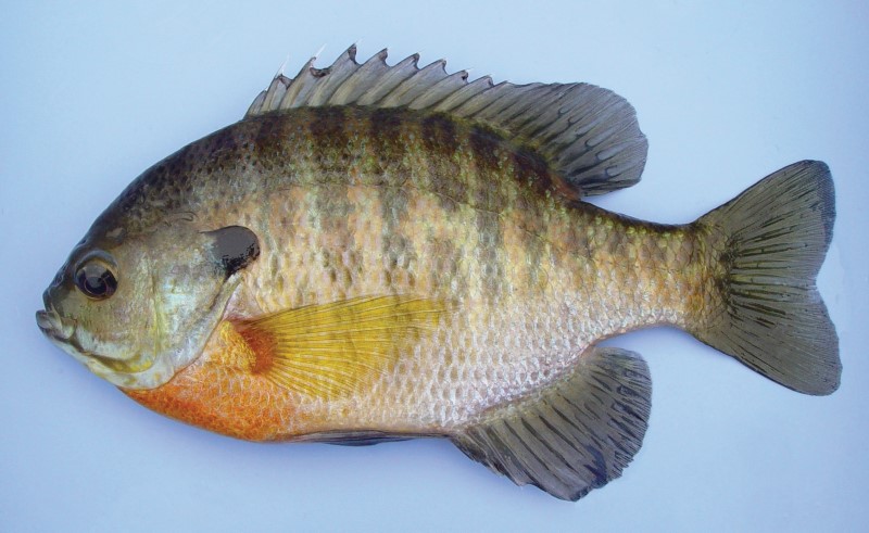 18 cm bluegill.