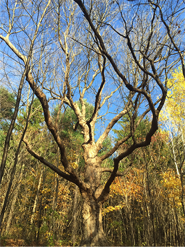 A biological legacy tree.