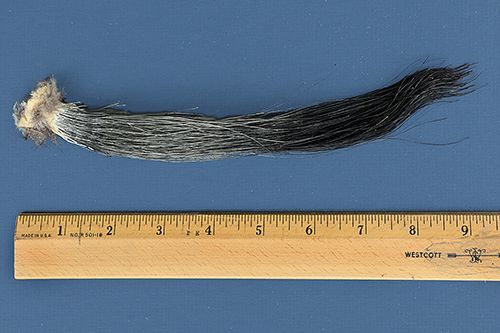 Measurement of beard from an adult male wild turkey.