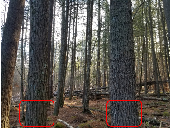 A view of the bark from an eastern hemlock and white pine.