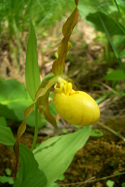 Yellow Lady's-slipper