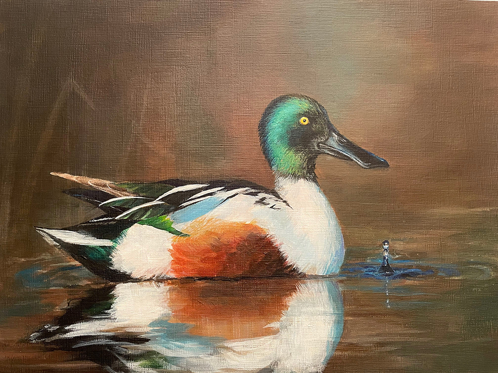 Northern Shoveler First Place