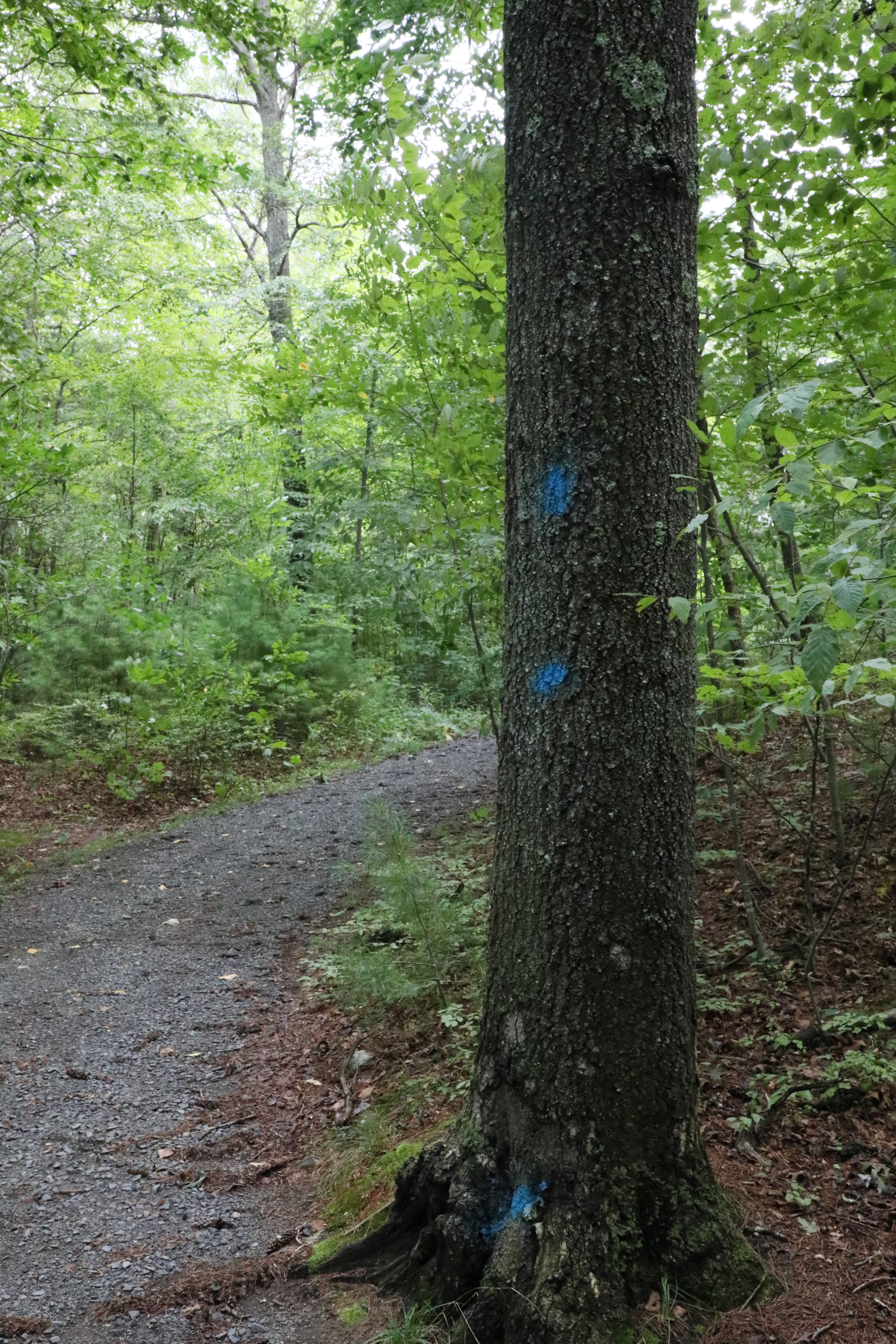 Hazard Tree at Sessions Wildlife Management Area