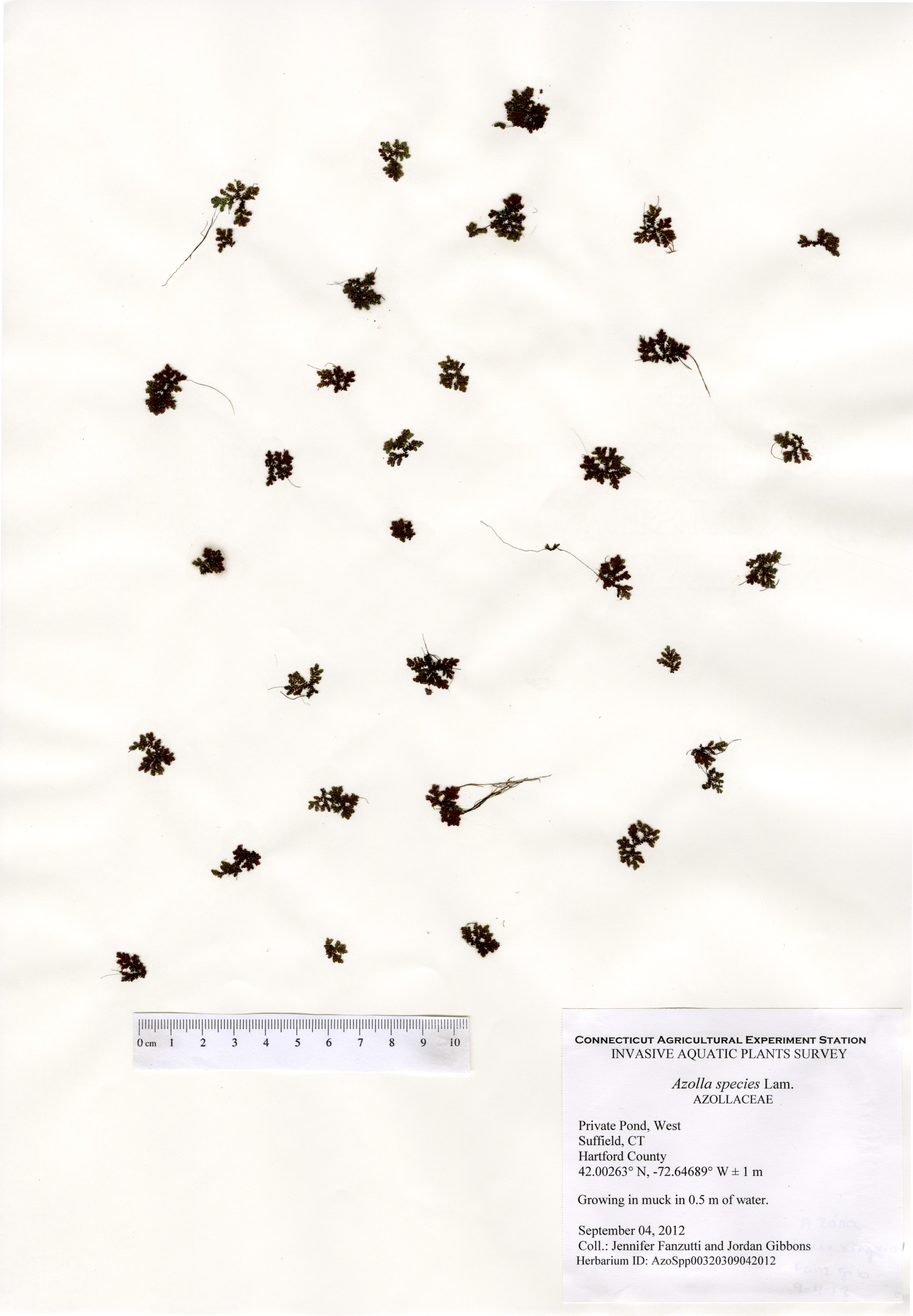 Mosquitofern, Private Pond West, Suffield, September 4, 2012