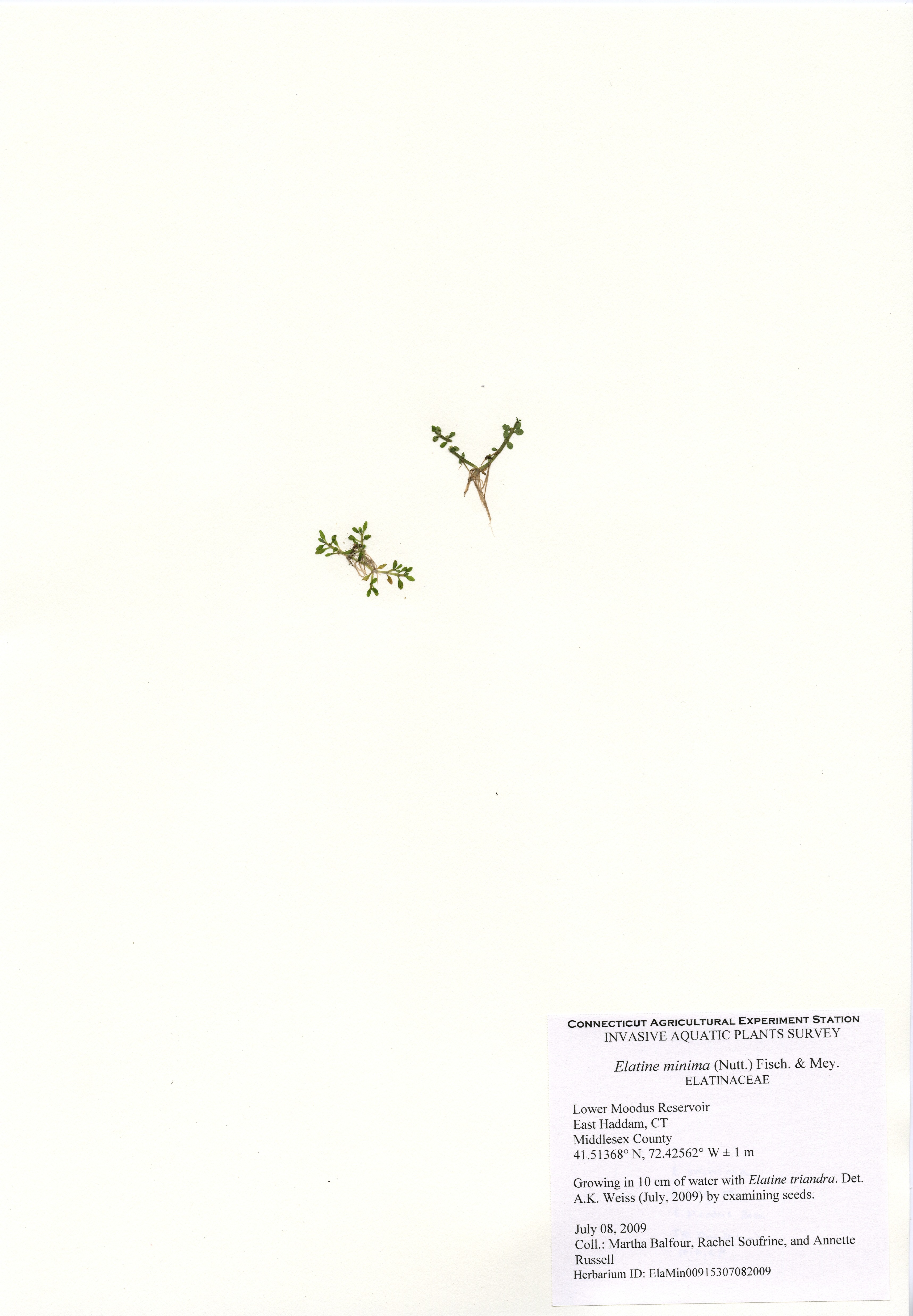 Elatine minima, Lower Moodus Reservoir in East Haddam July 08, 2009