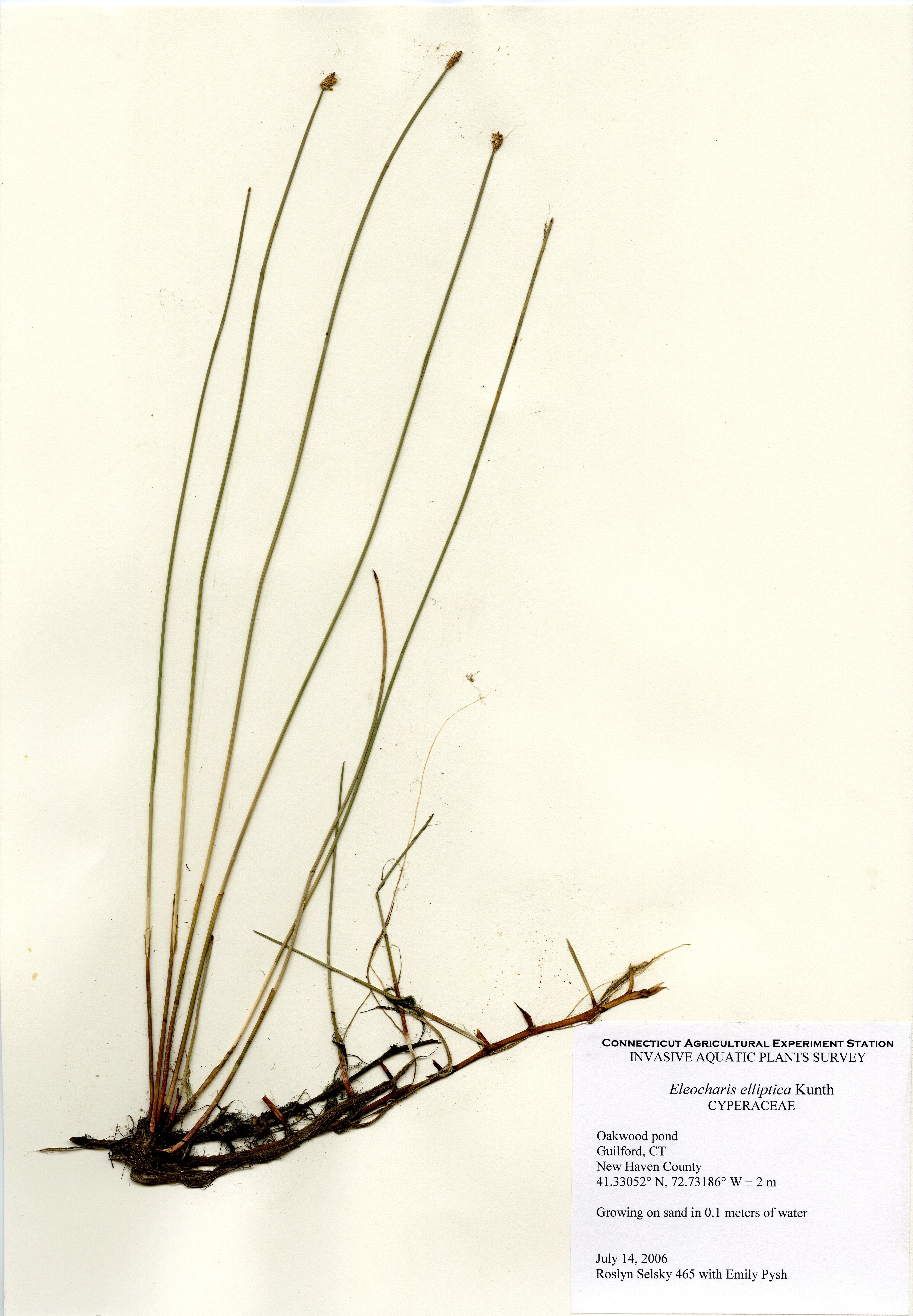 Eleocharis elliptica, Oakwood Pond in Guilford, July 14, 2006