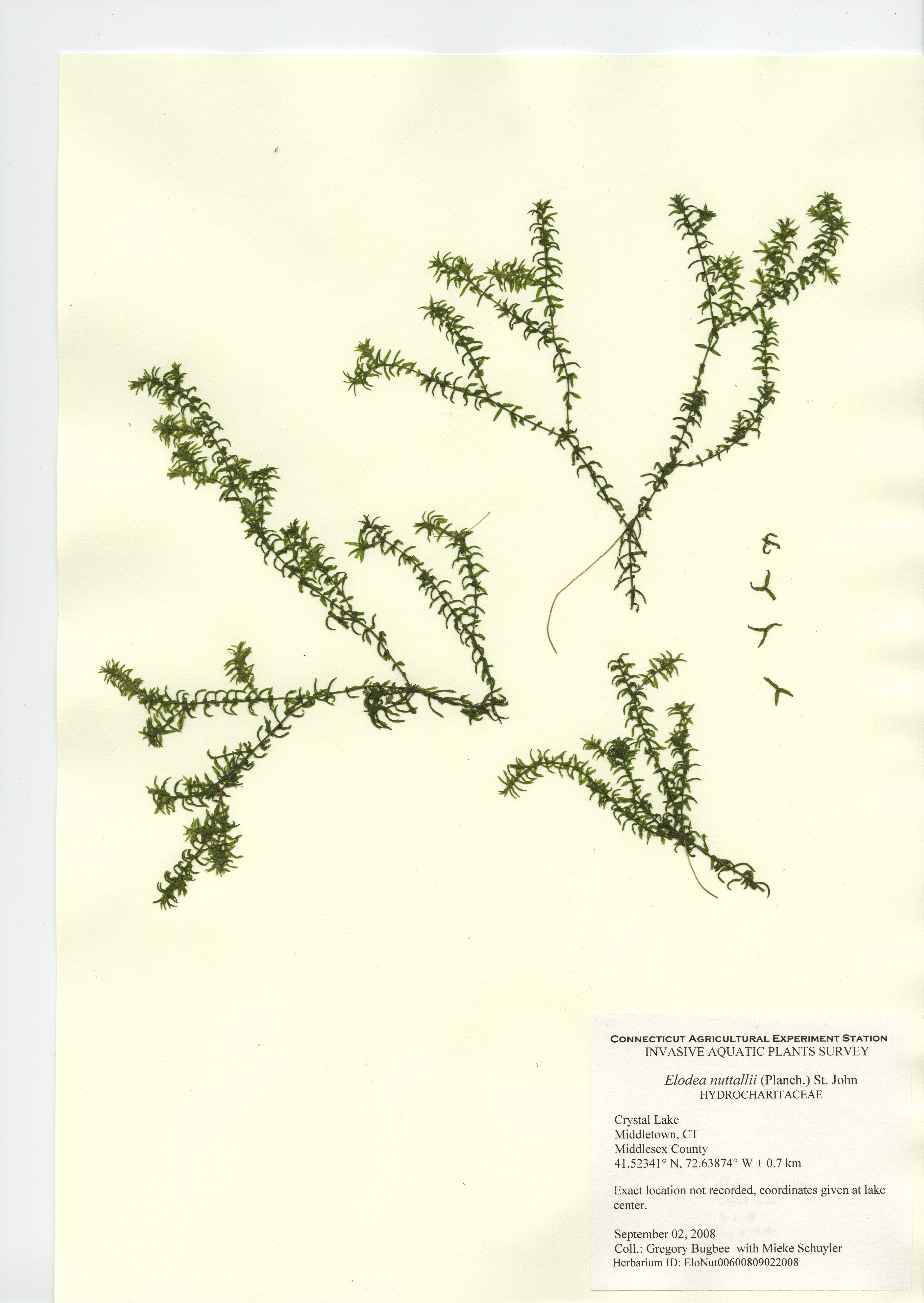 Elodea nuttalii, Crystal Lake in Middletown, September 2, 2008
