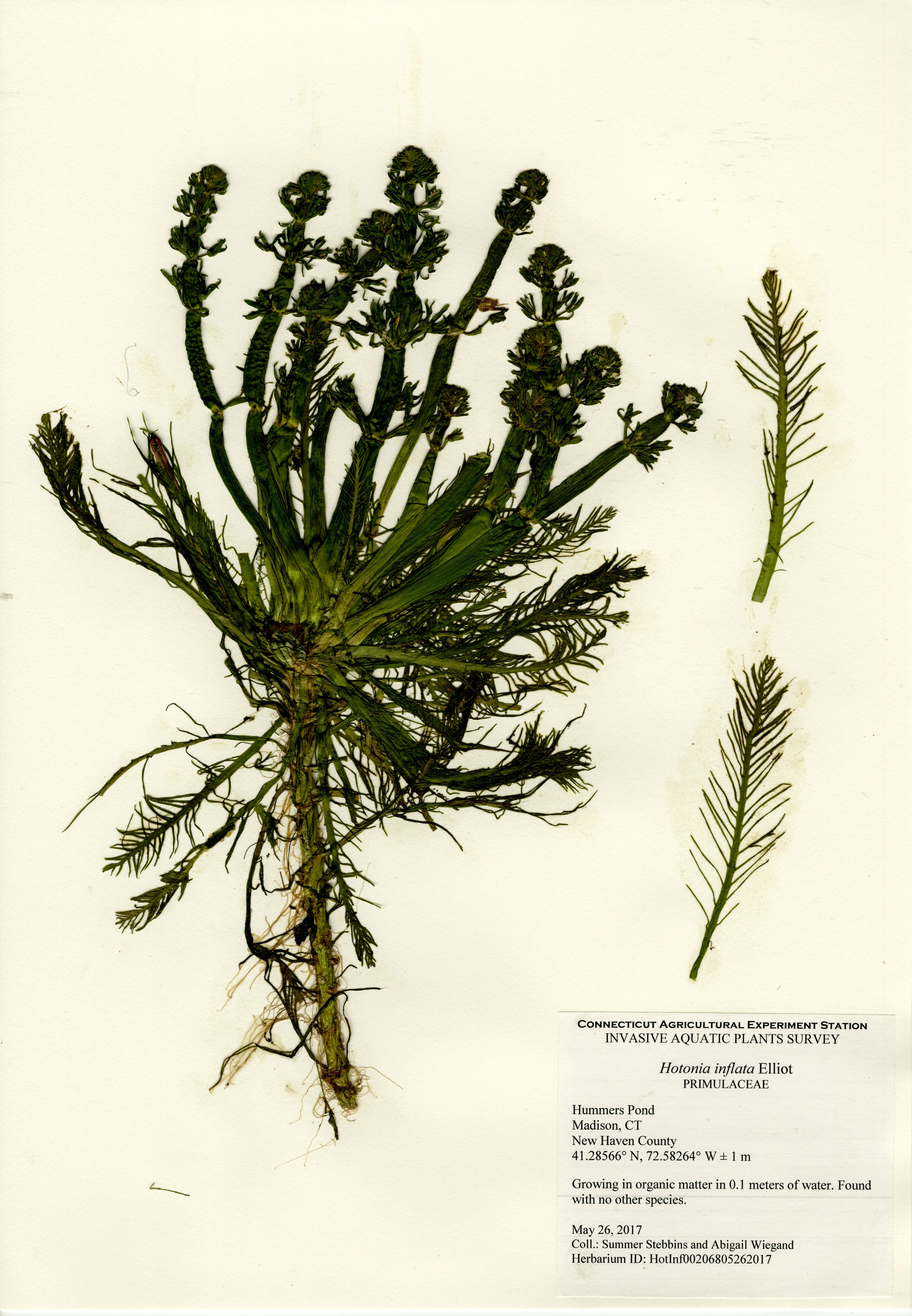 Hotonia inflata, Hummers Pond in Madison, May 26, 2017