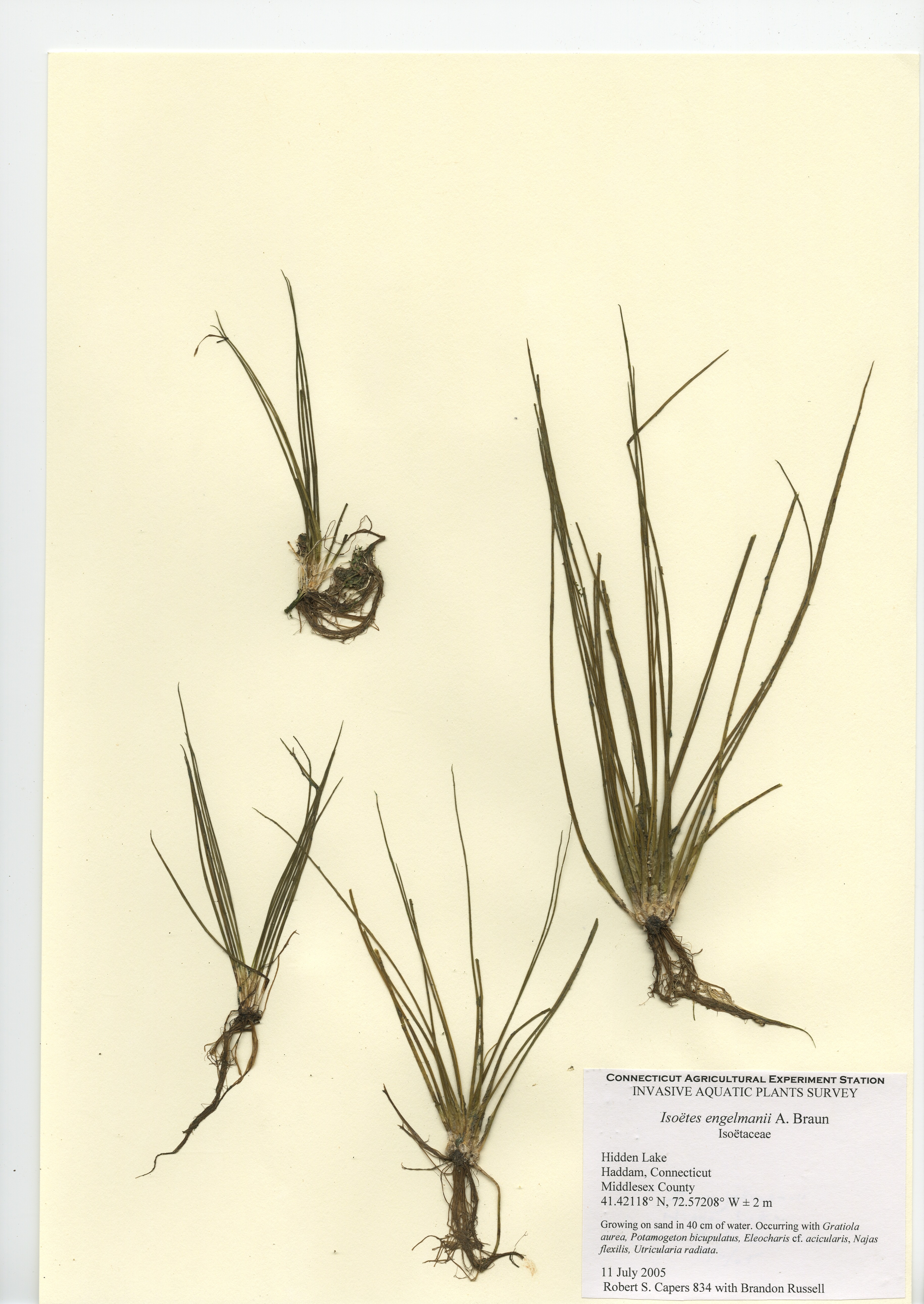 Isoëtes engelmanii, Hidden Lake in Haddam, July 11, 2005