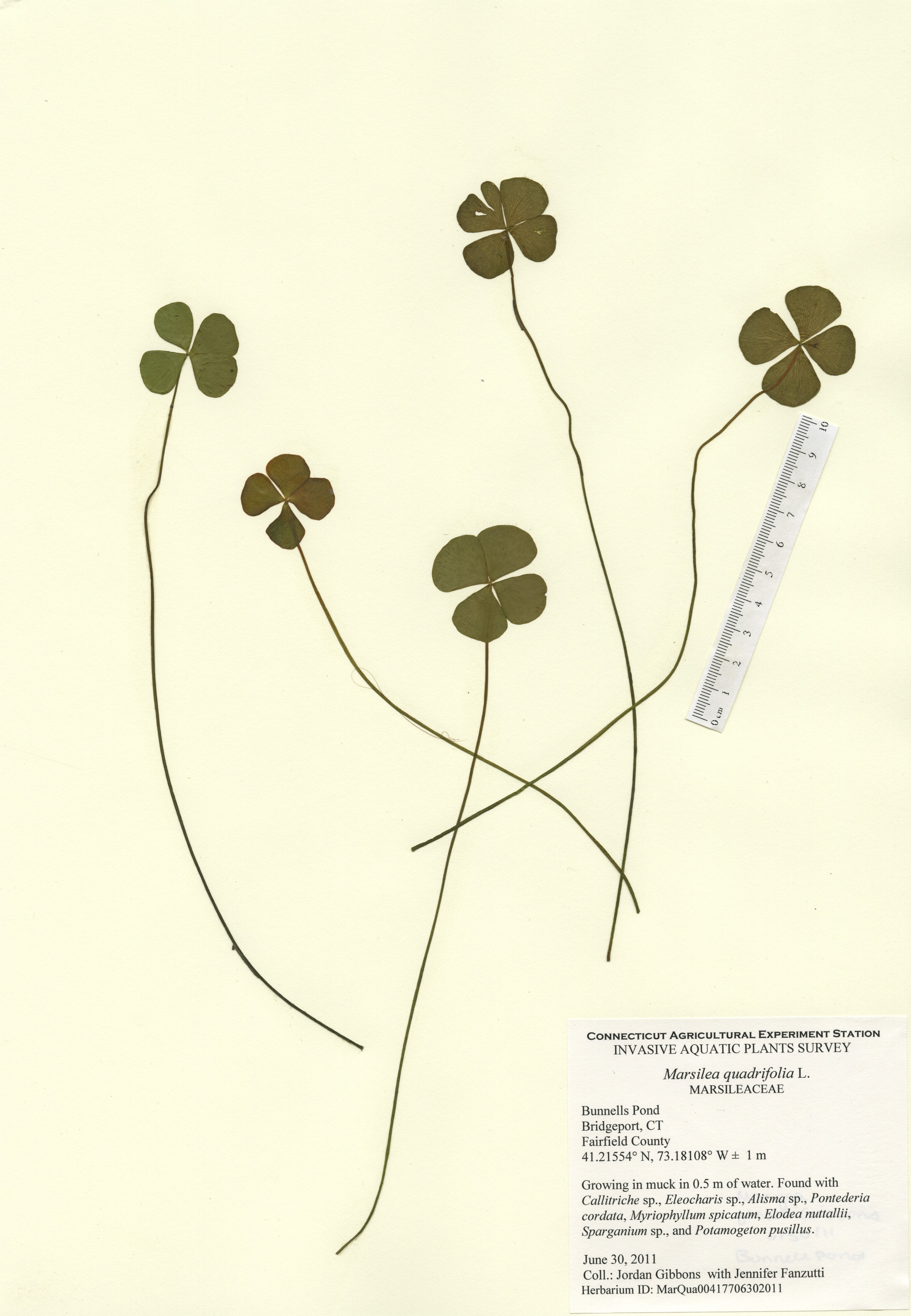 Marsilea quadrifolia, Bunnells Pond in Bridgeport, June 30 2011