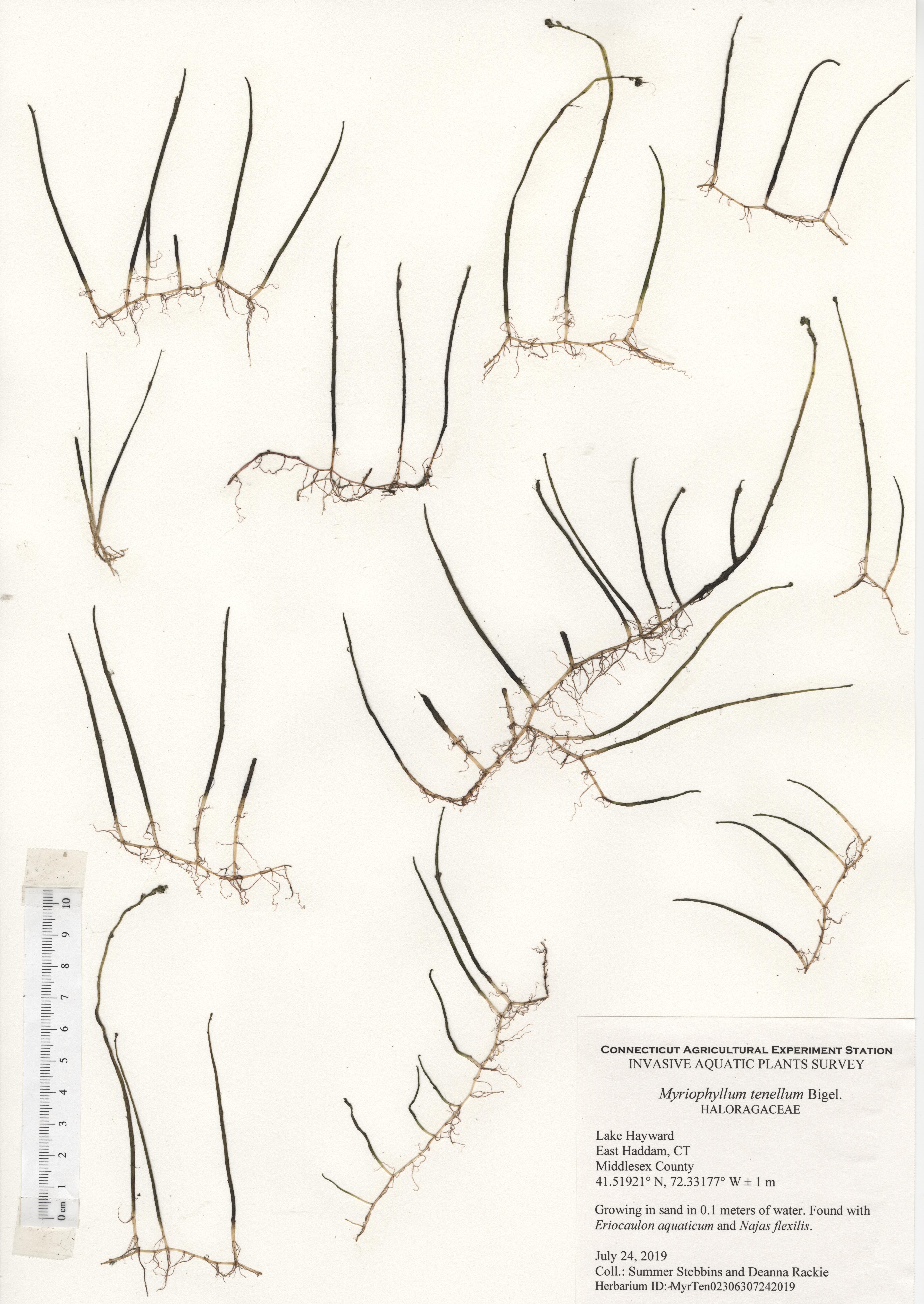 Myriophyllum tenellum, Lake Hayward in East Haddam, July 24, 2019