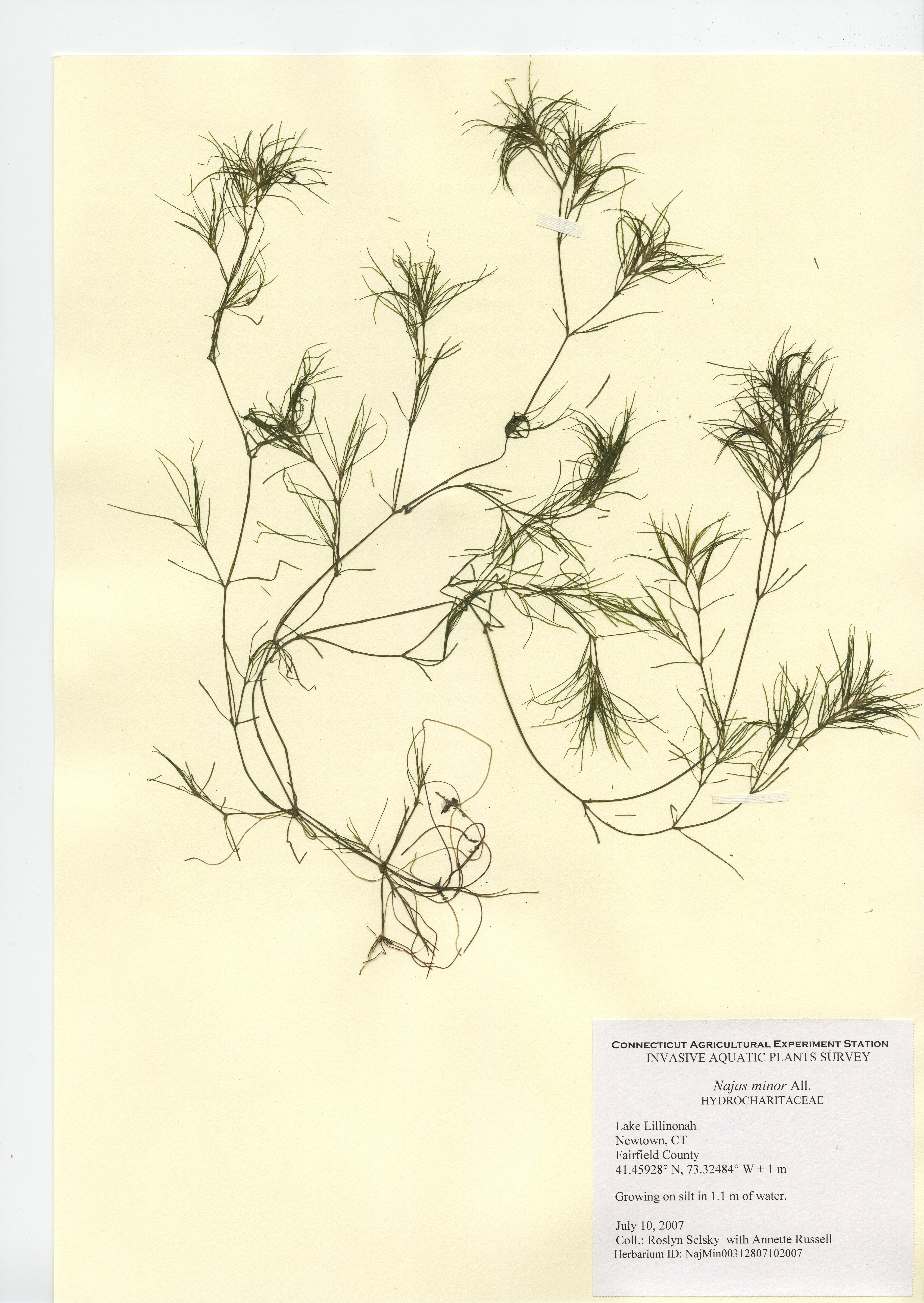 Najas Minor in Lake Lillinonah in Newtown, July 10, 2007