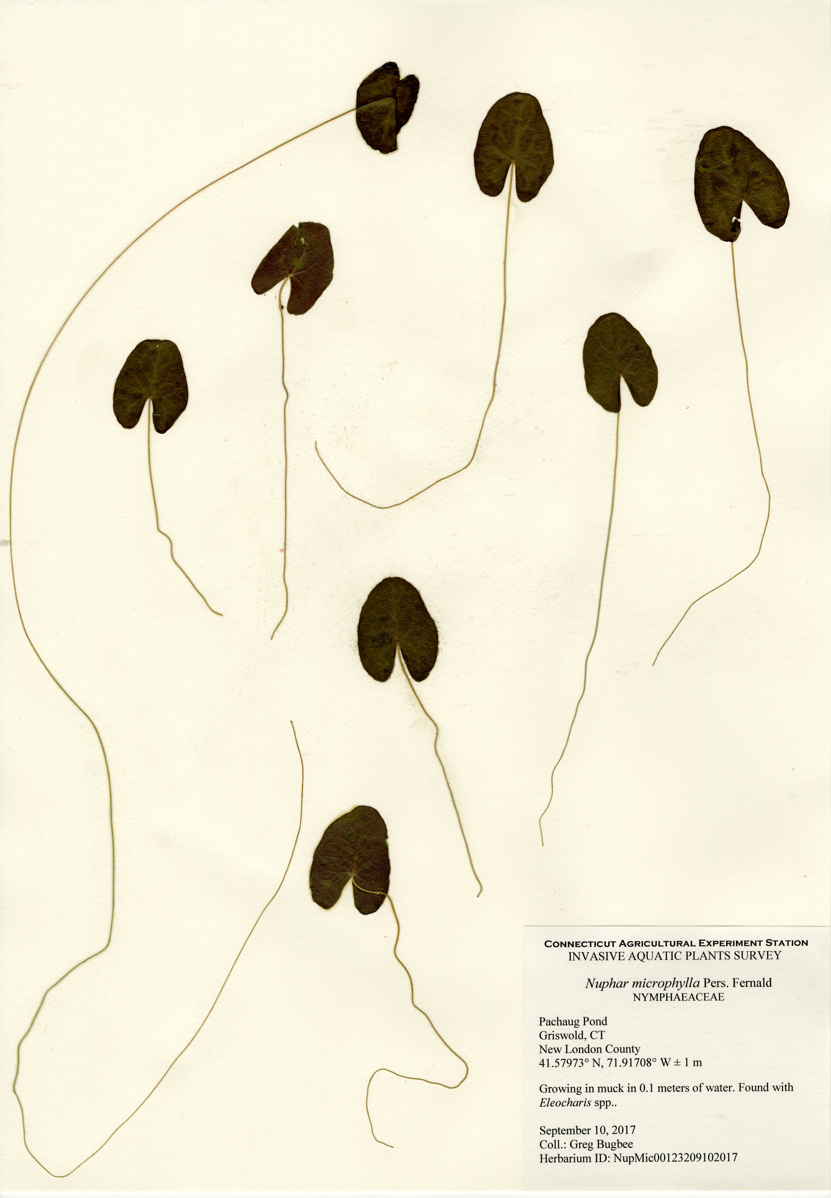 Nuphar microphylla, Pachaug Pond in Griswold, September 10, 2017 