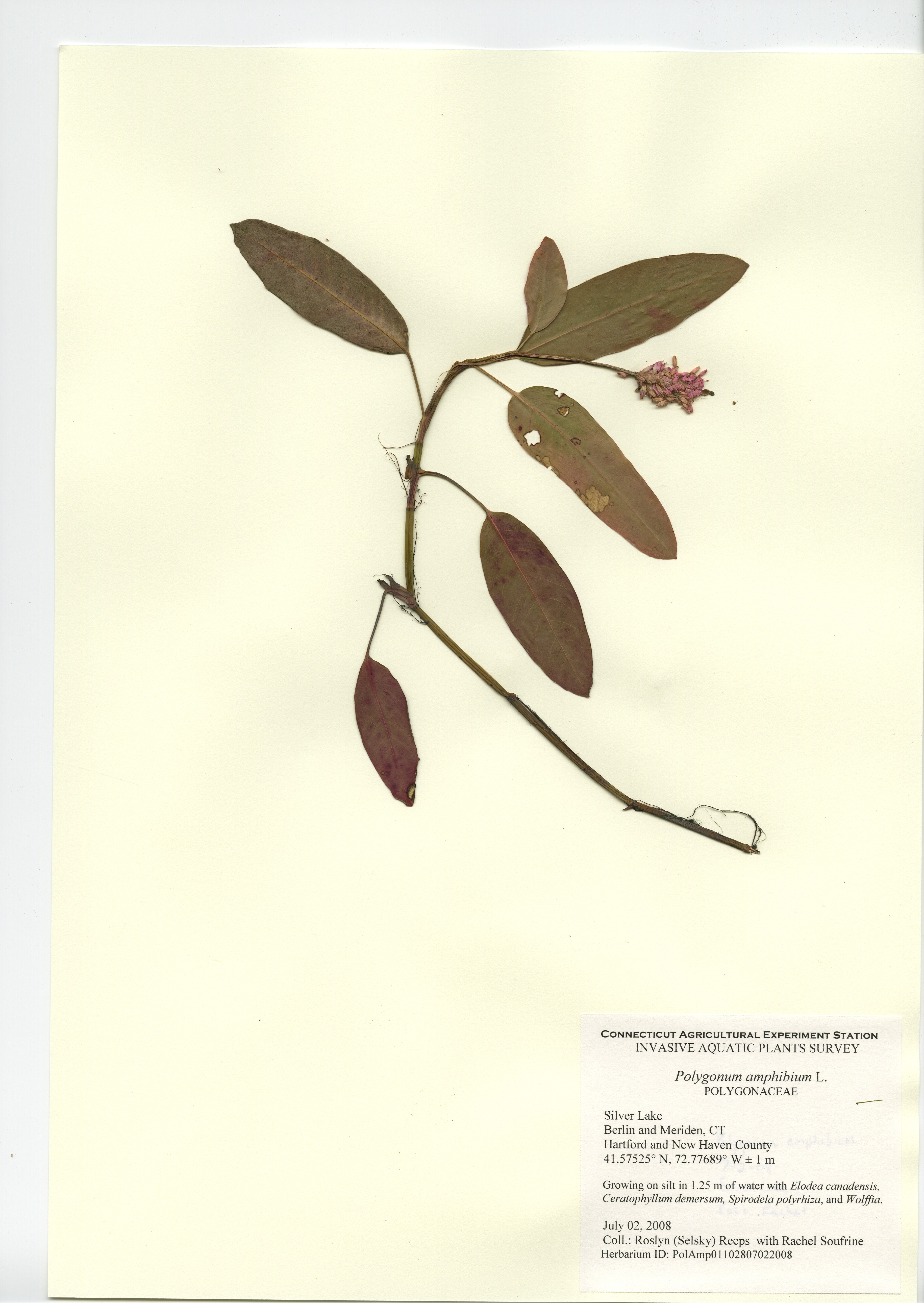 Polygonum amphibium, Silver Lake in Berlin/Meriden, July 2, 2008