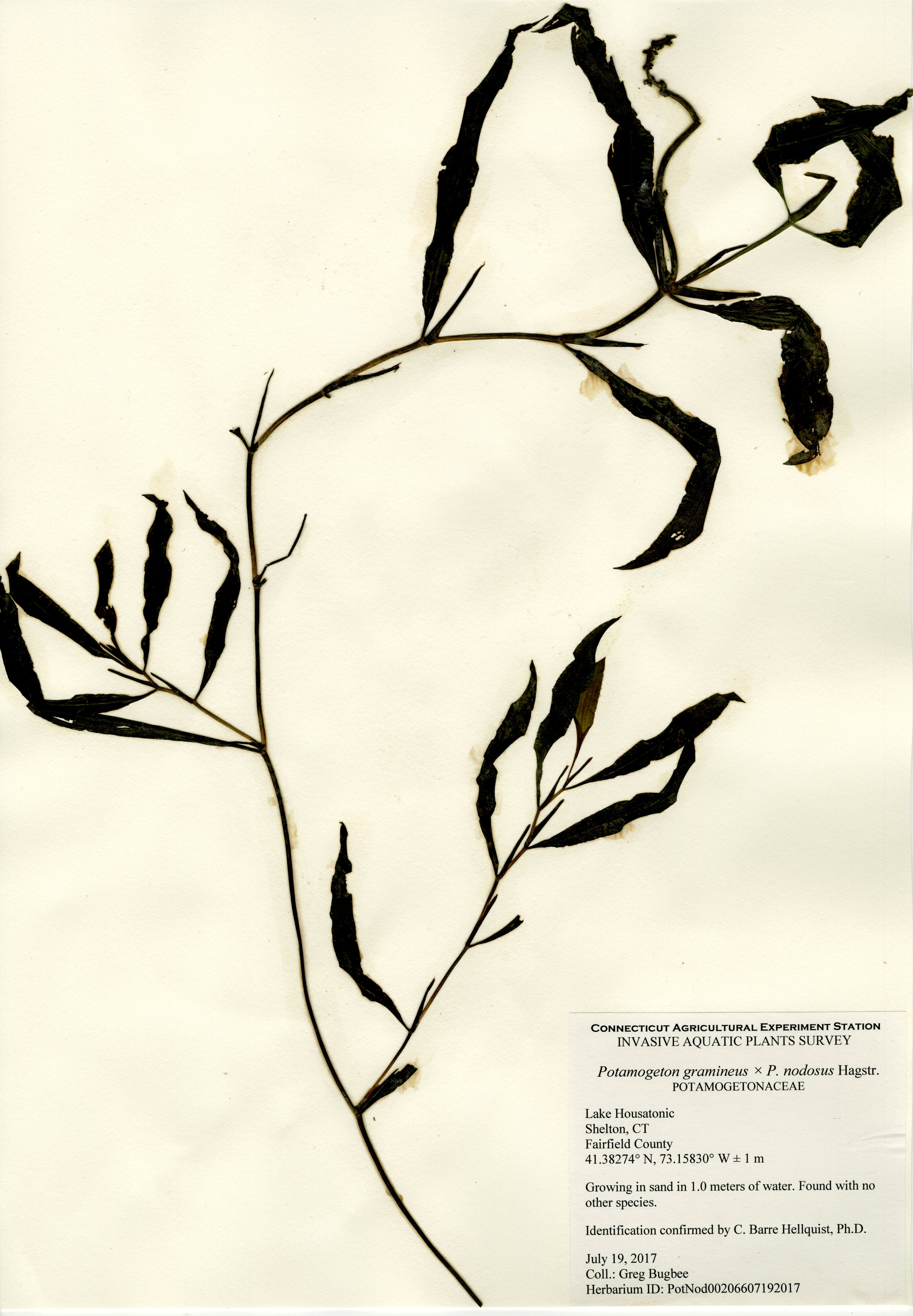 Potamogeton gramineus x nodosus, Lake Housatonic in Shelton, July 19, 2017