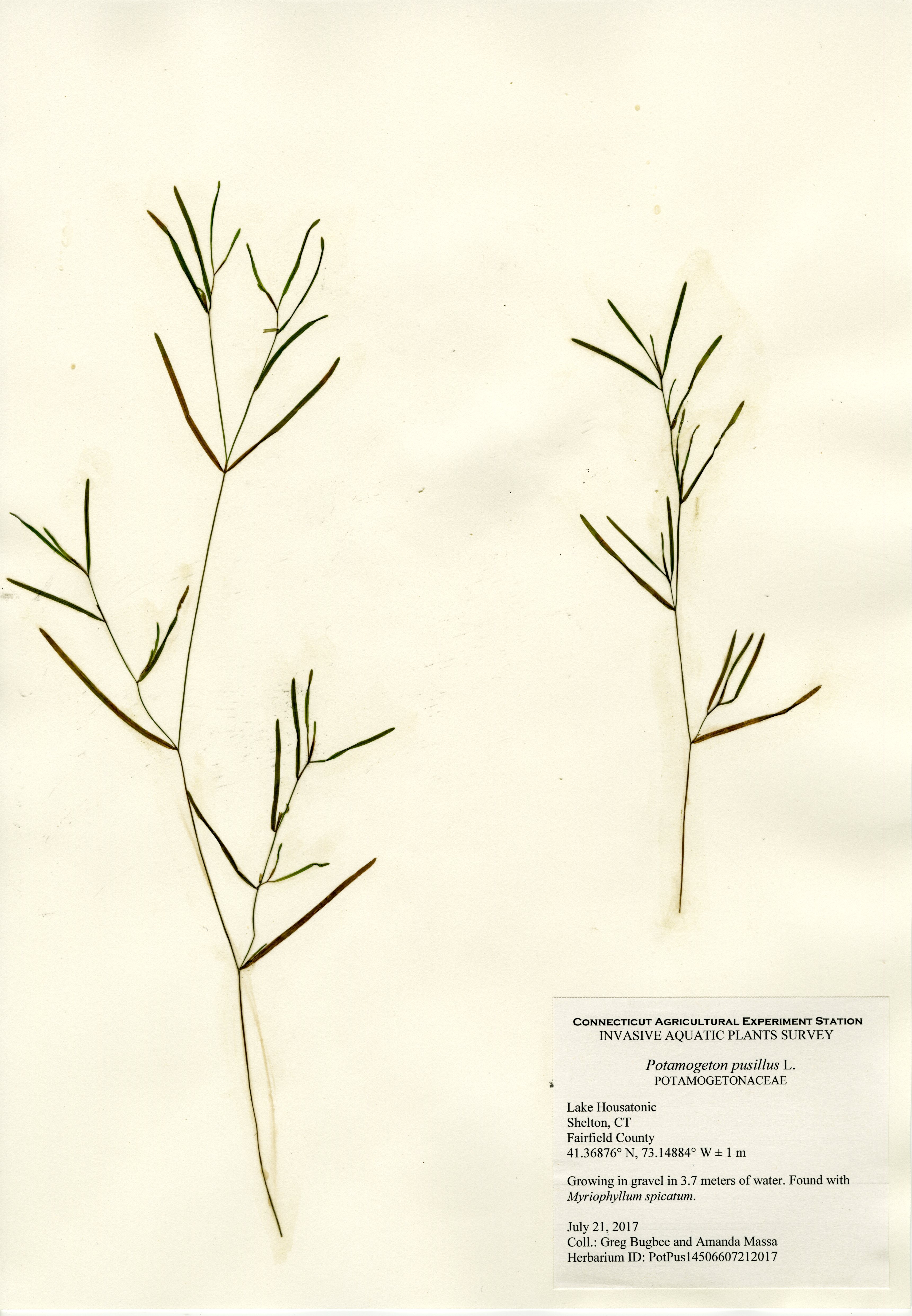 Potamogeton pusillus, Lake Housatonic in Shleton, July 21, 2017