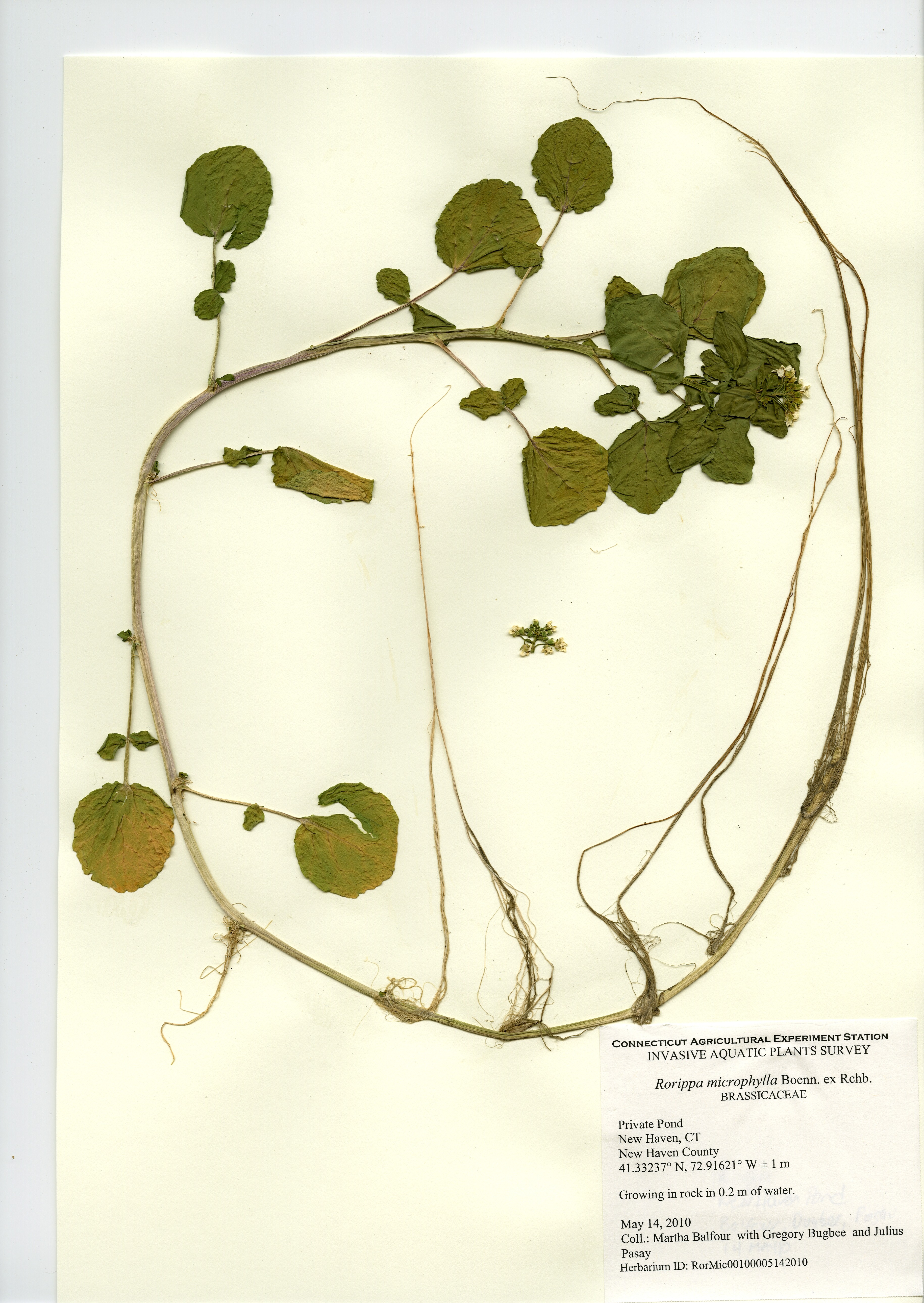 Rorippa microphylla, Private Pond in New Haven, May 14, 2010