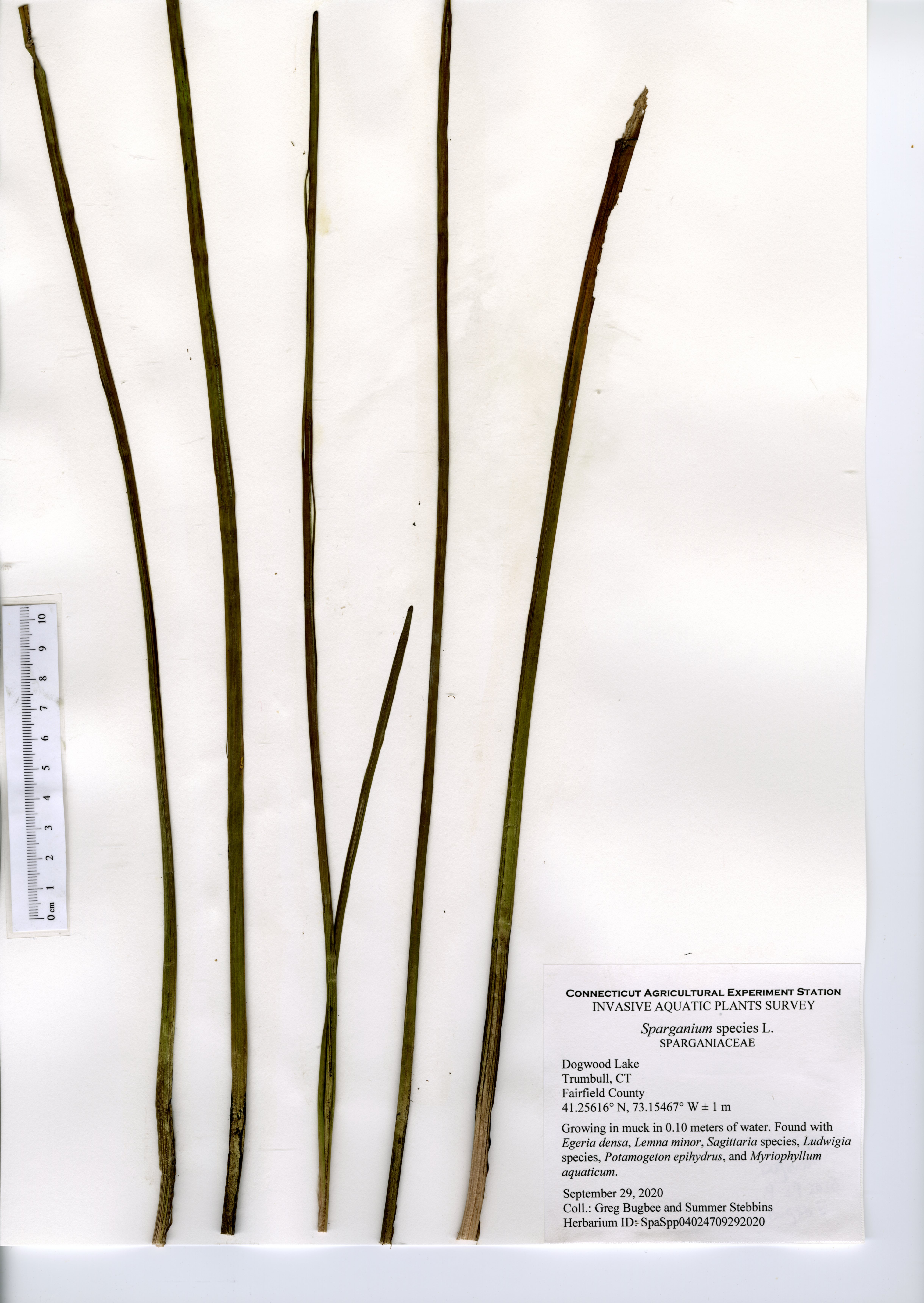 Sparganium species, Dogwood Lake in Trumbull, September 29, 2020